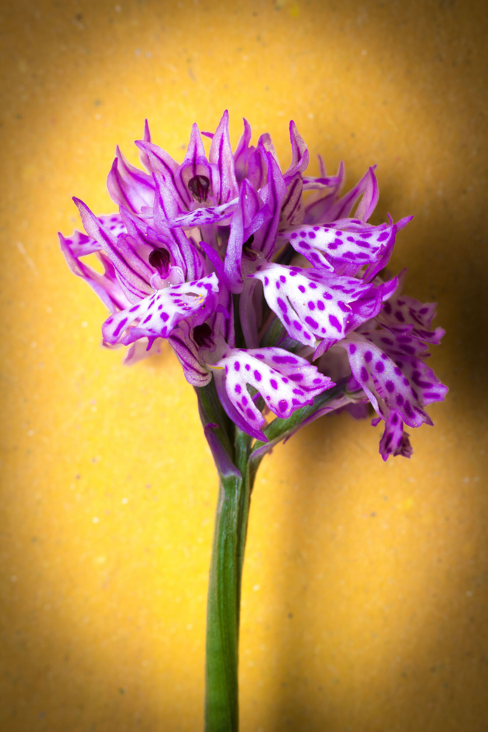 Wild Orchid ...