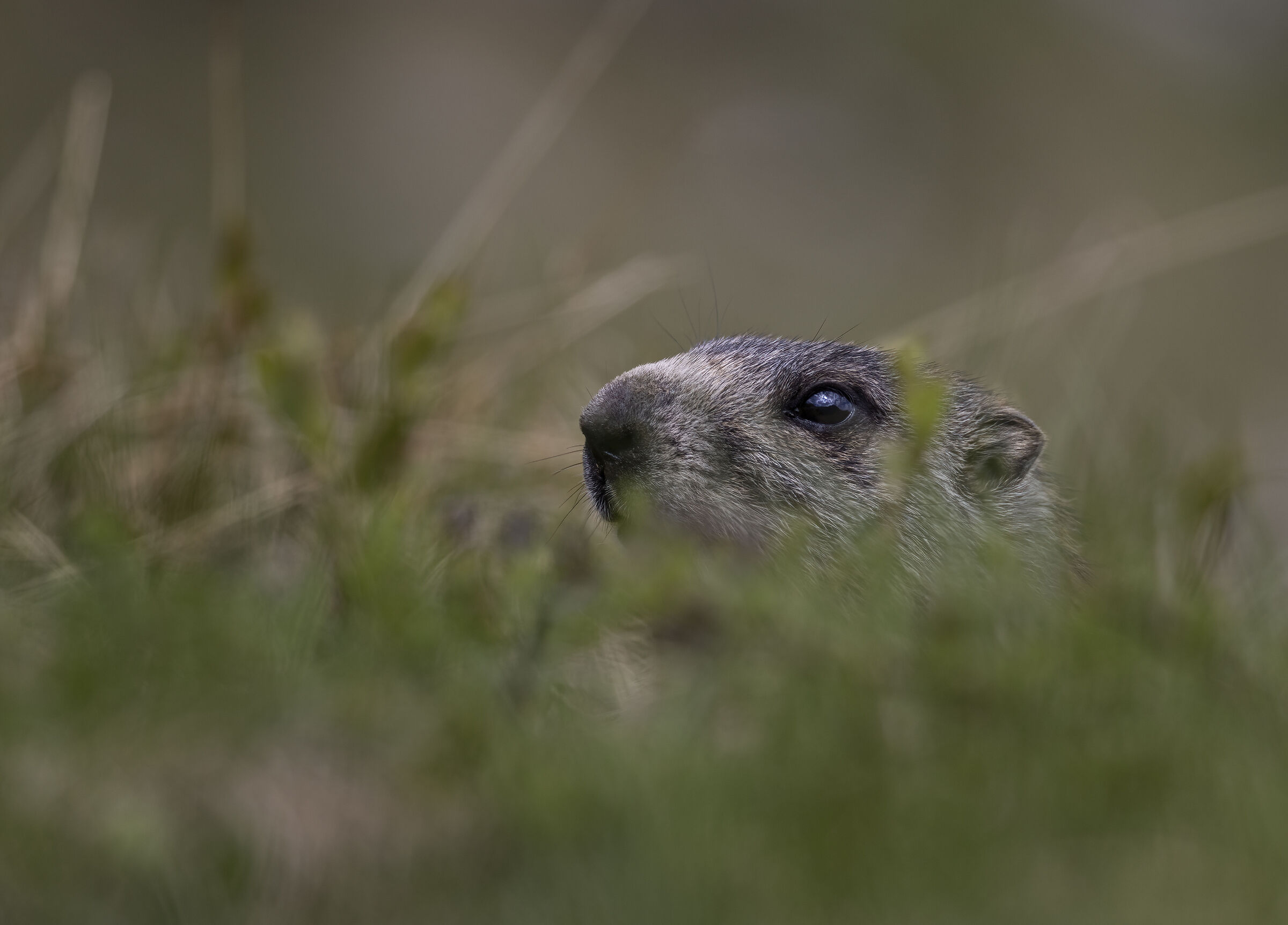 Curious marmot...
