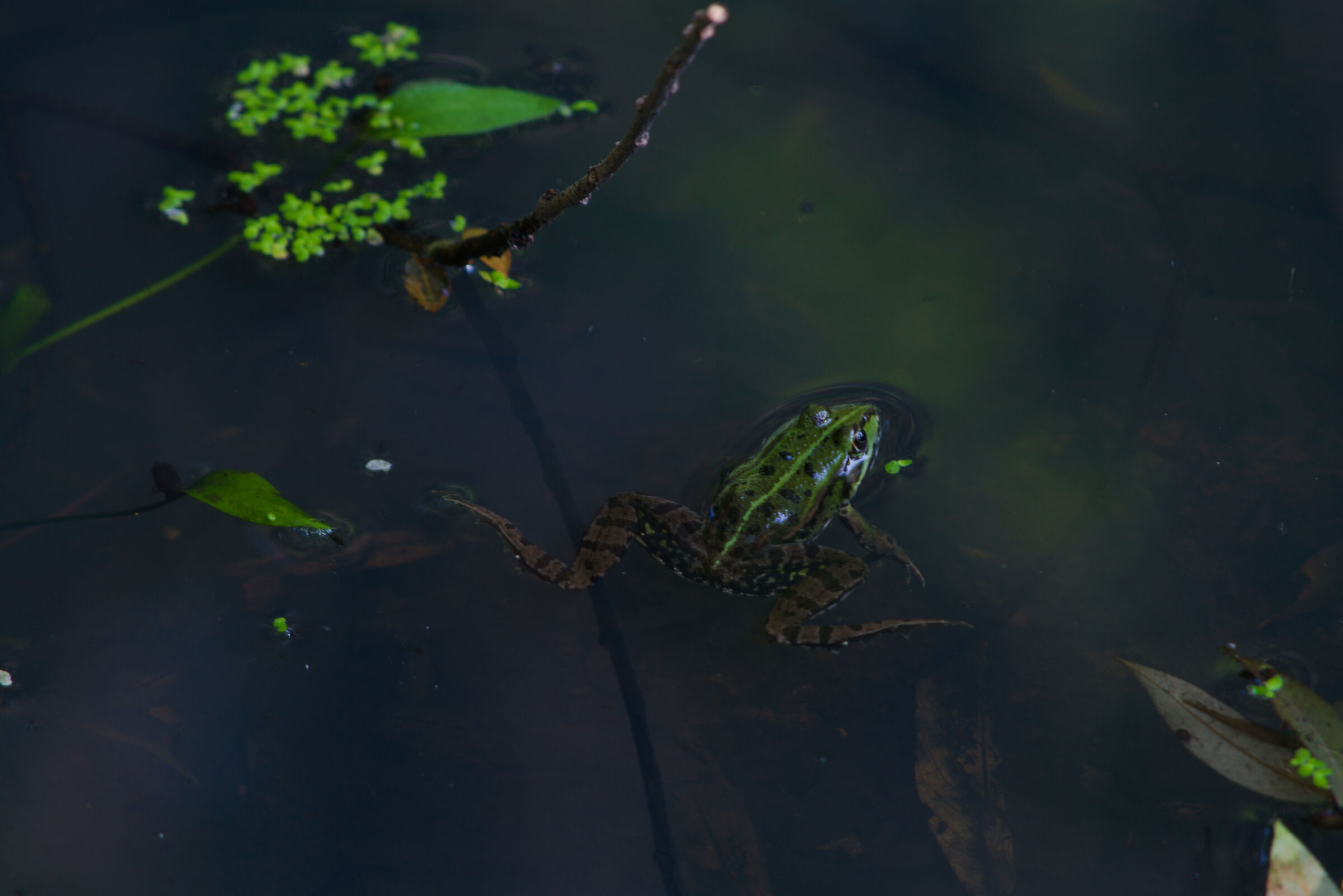 Green frog (Pelophylax esculentus)...
