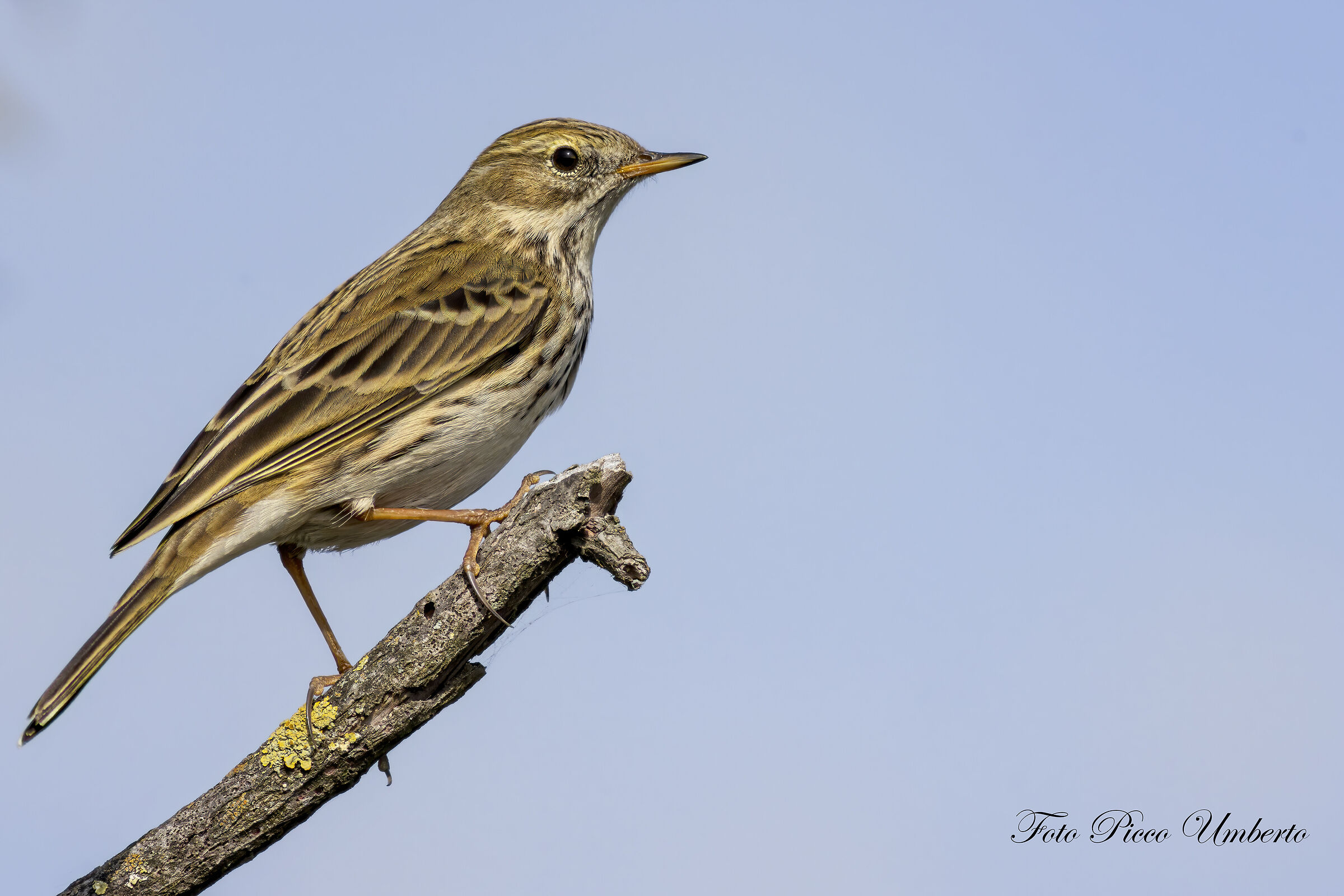 MEADOW PIPIT...