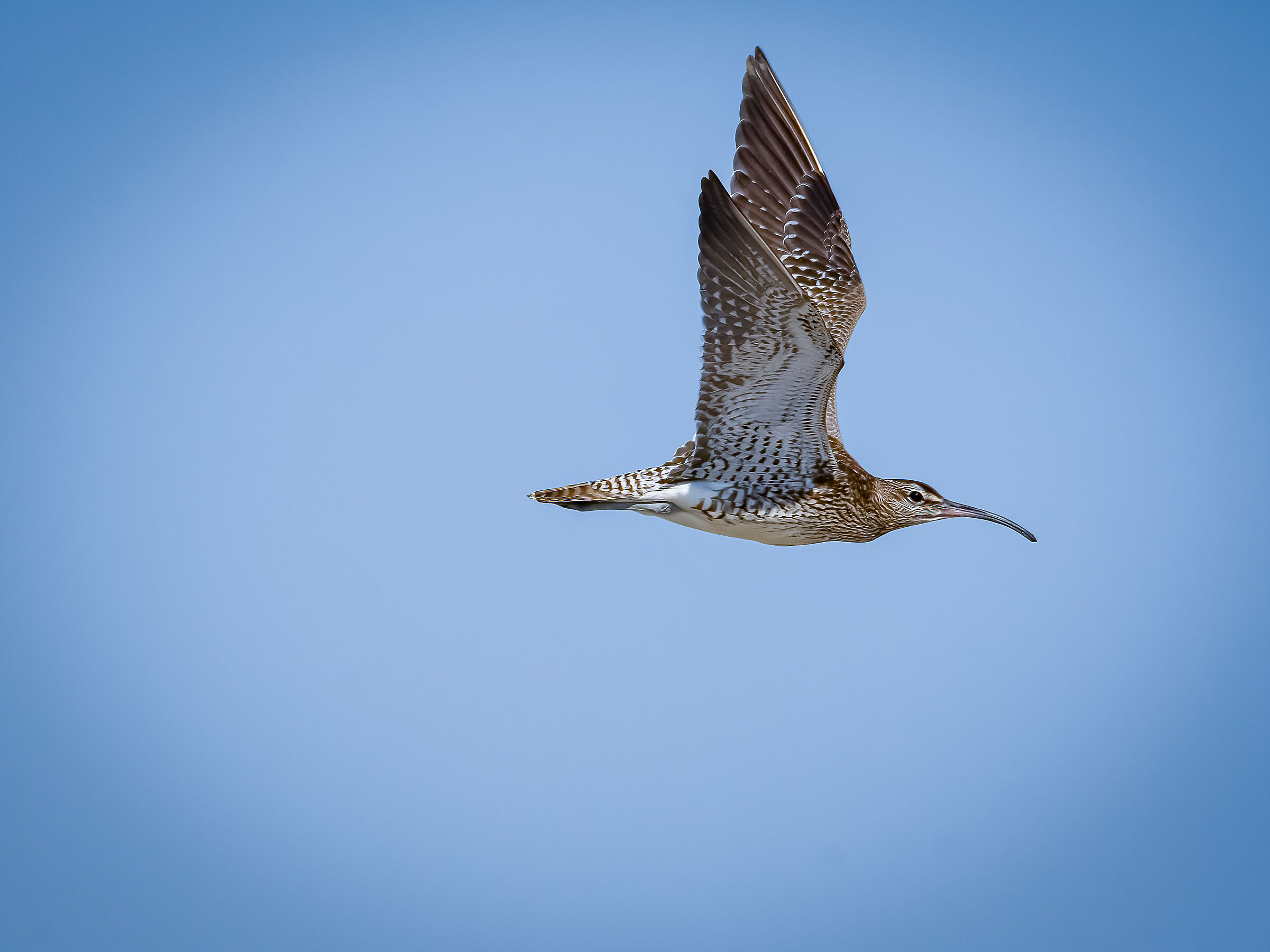 Small curlew 1...
