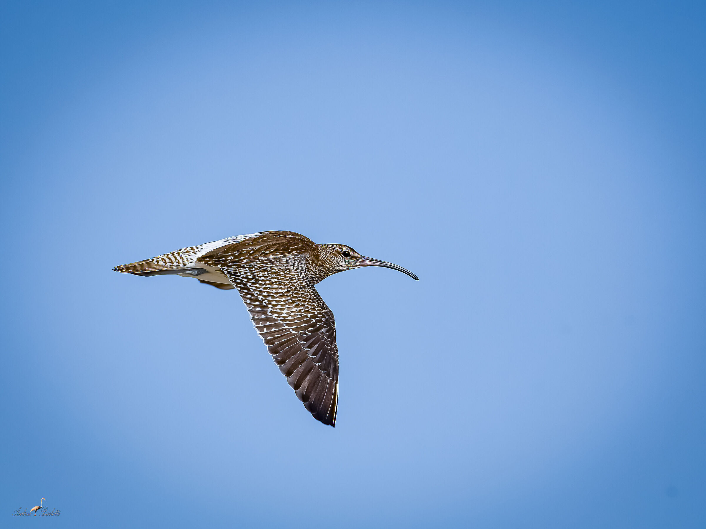 Small curlew 2...