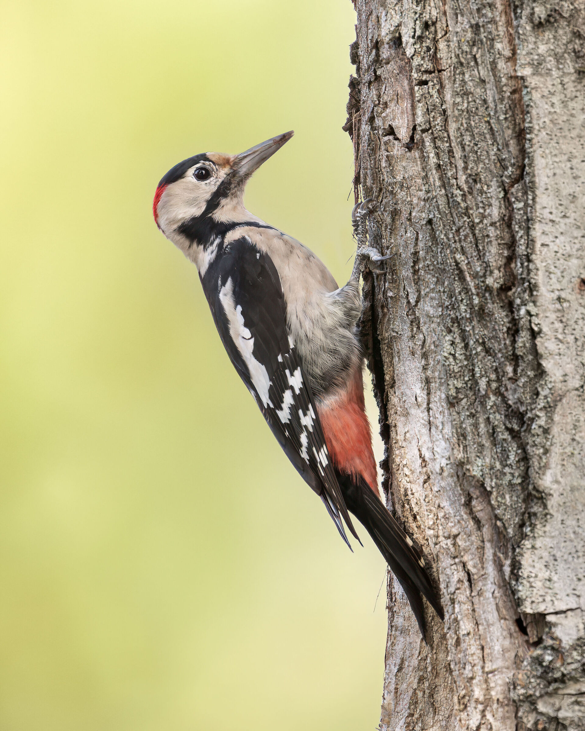 Syrian Spotted Woodpecker...