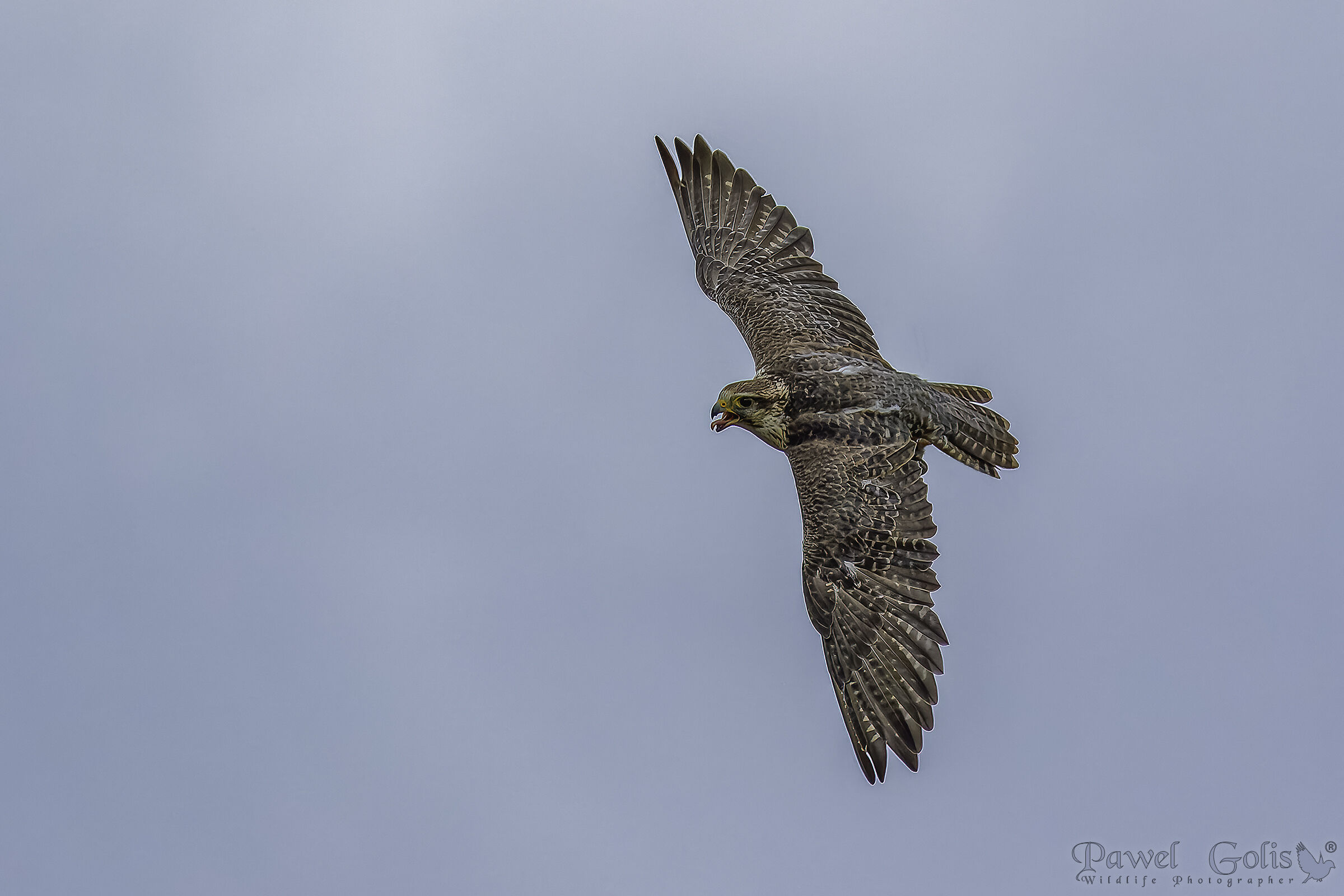 Lanner Falcon (Falco biarmicus)...