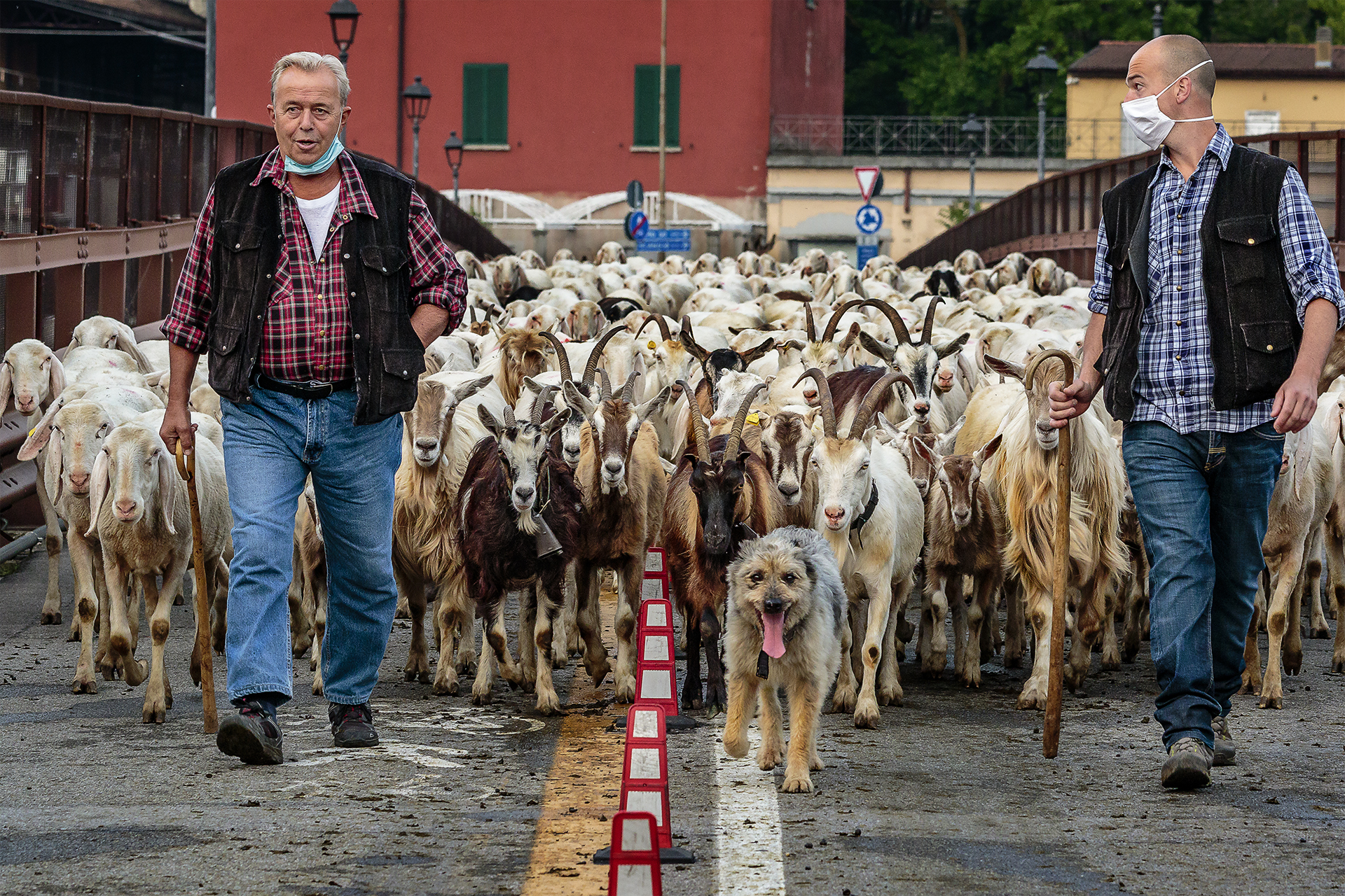 Transhumance, Galbusera flock crosses Lecco 2020...