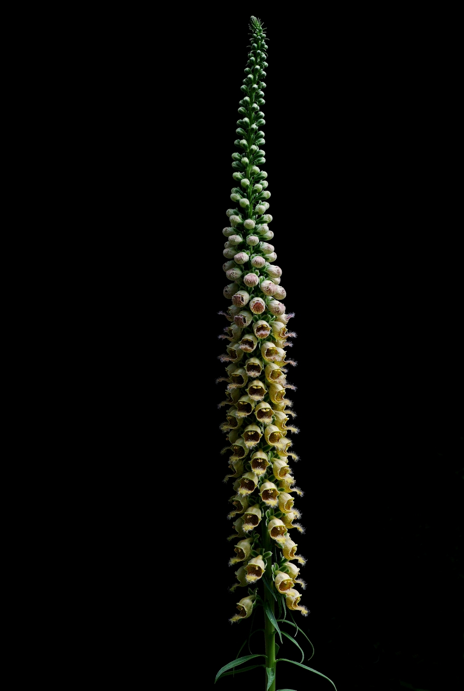Inflorescence...