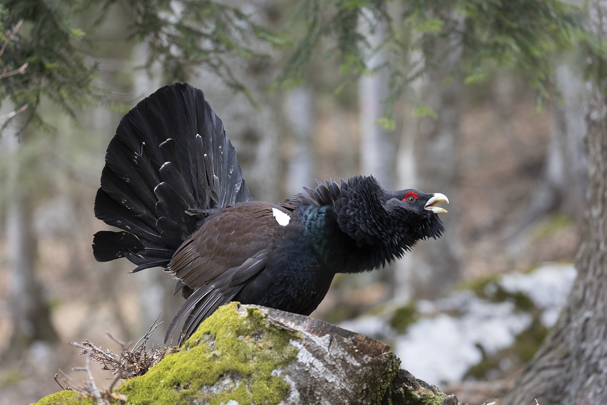 capercaillie to sing...