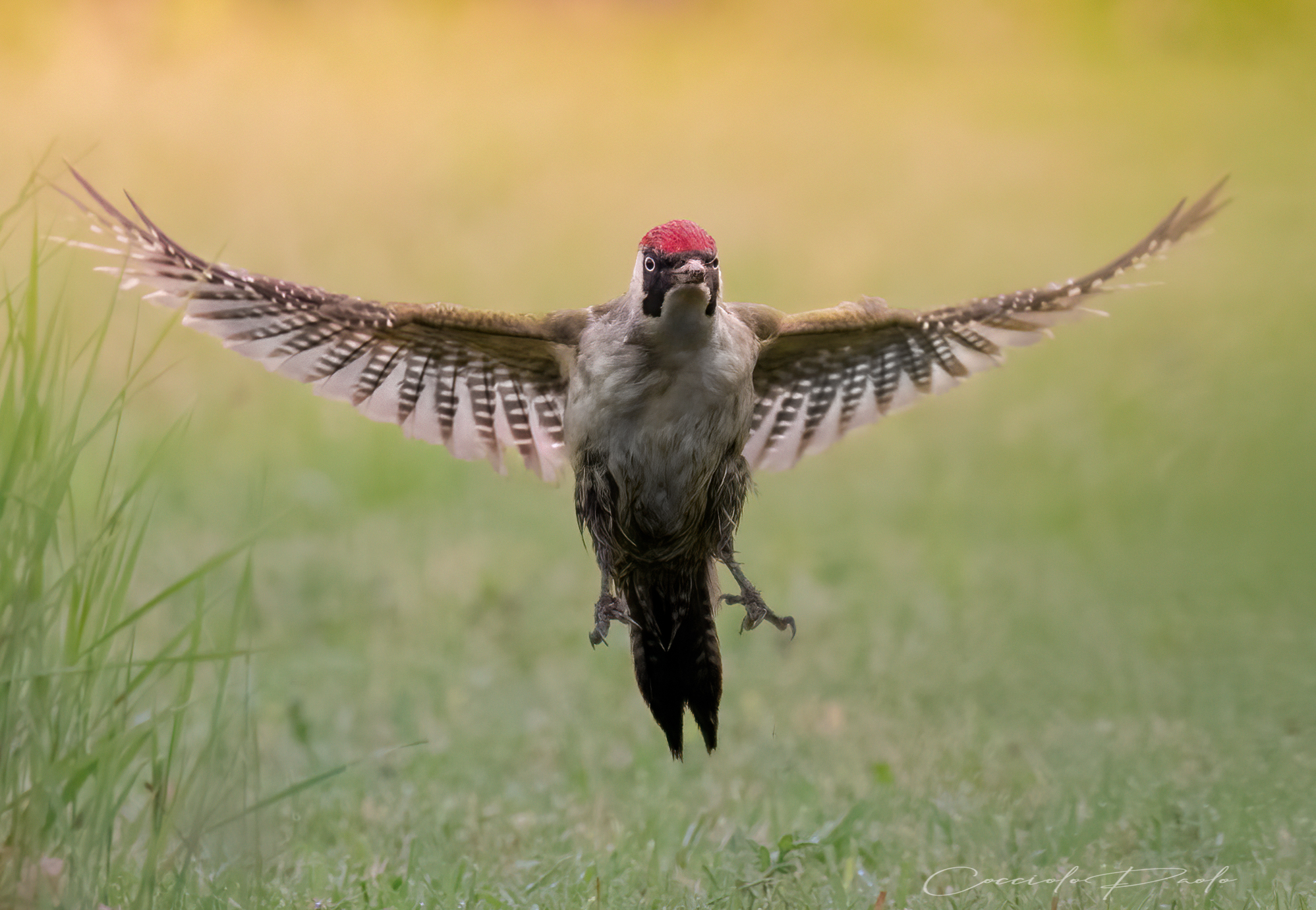 Female green woodpecker on landing...