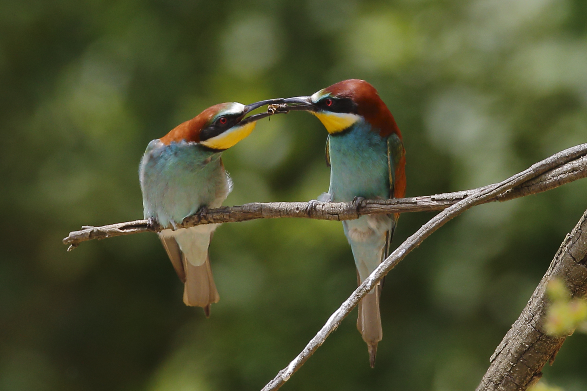 bee-eaters and gifts...