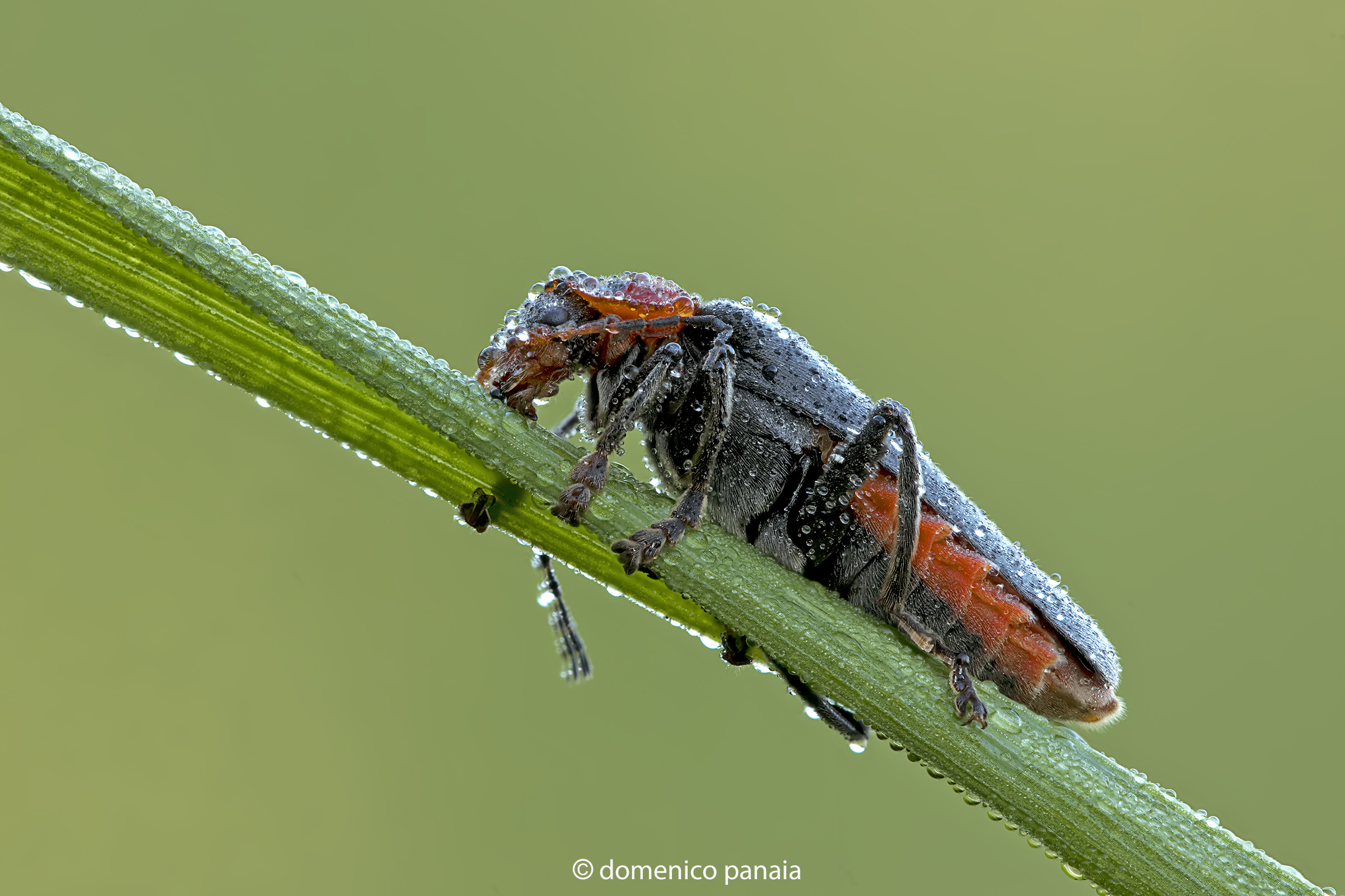 Cantharis fusca...