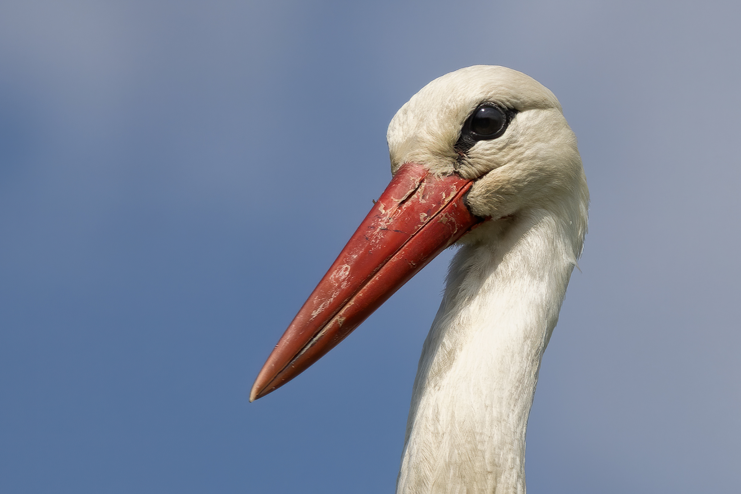 Portrait of a stork... maybe ready for delivery ;-)...