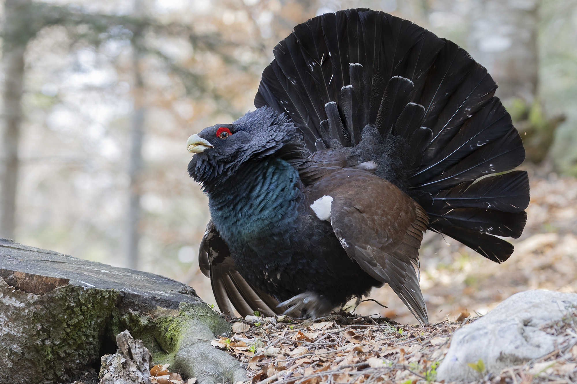 capercaillie in the enchanted forest...