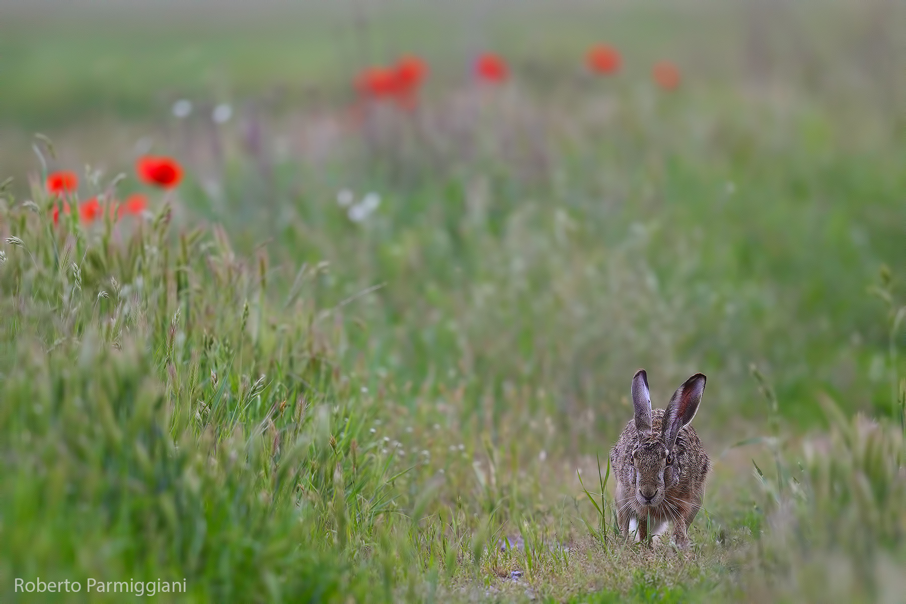 Composition with hare and poppies...