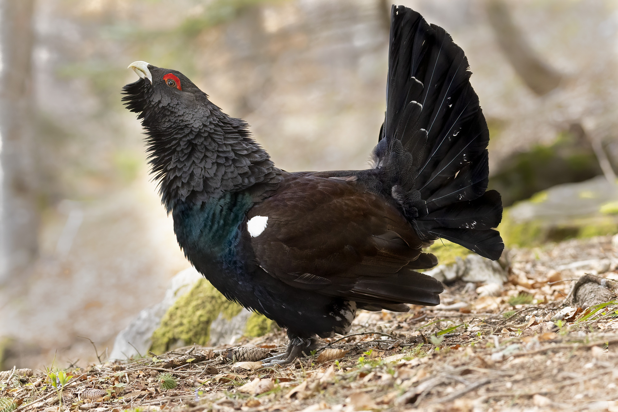 capercaillie in the undergrowth...