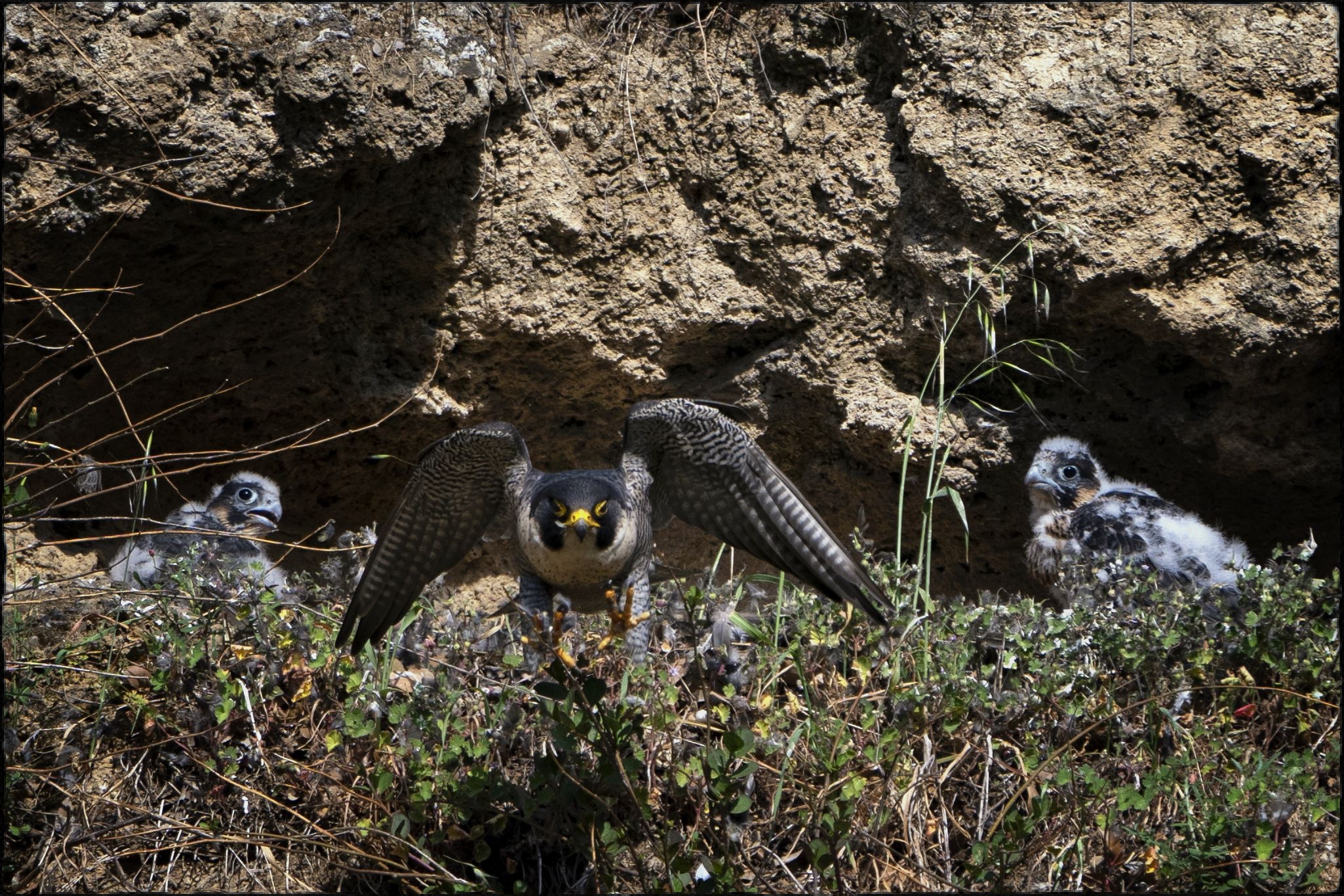 Peregrine Falcon with two pullets...