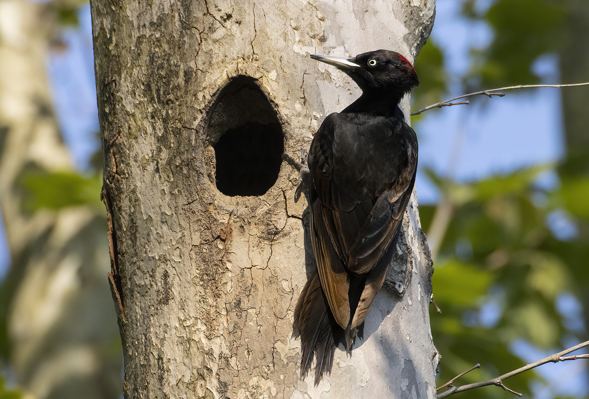 black woodpecker of brianza...