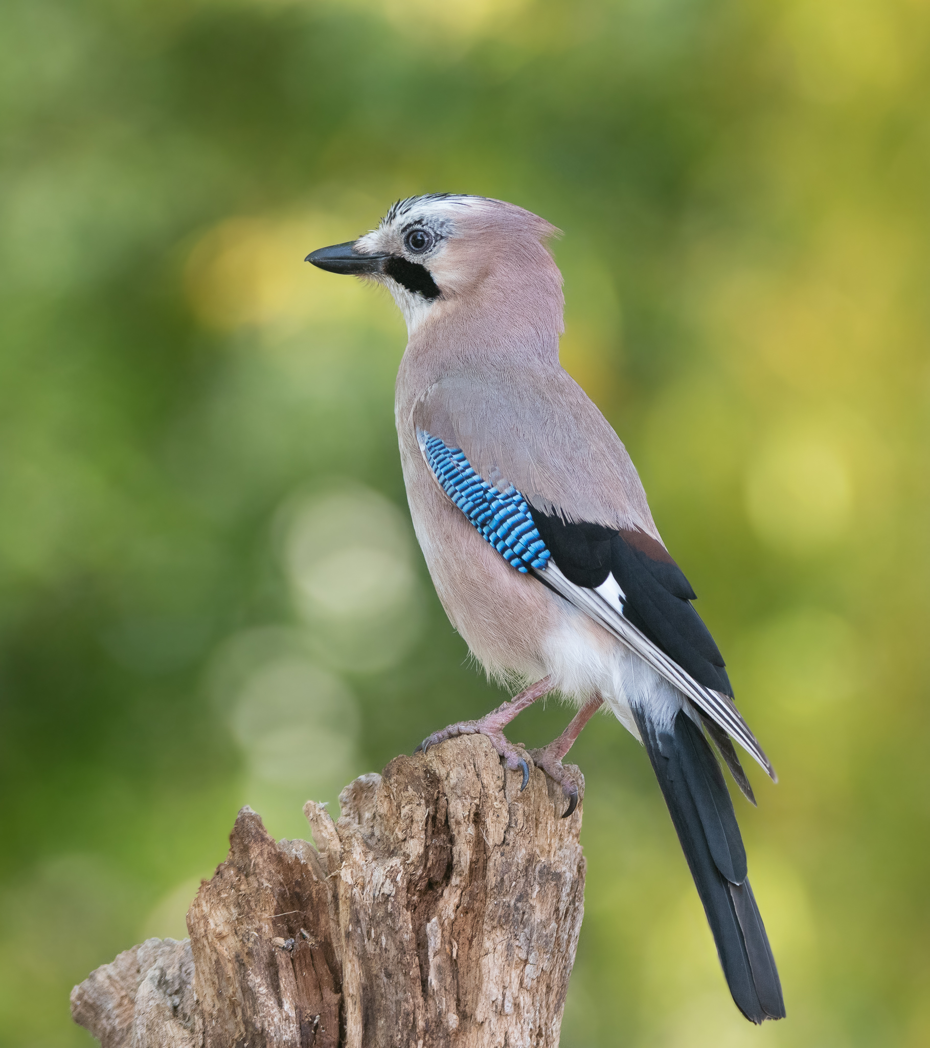 Lively and noisy Jay in a moment of respite...
