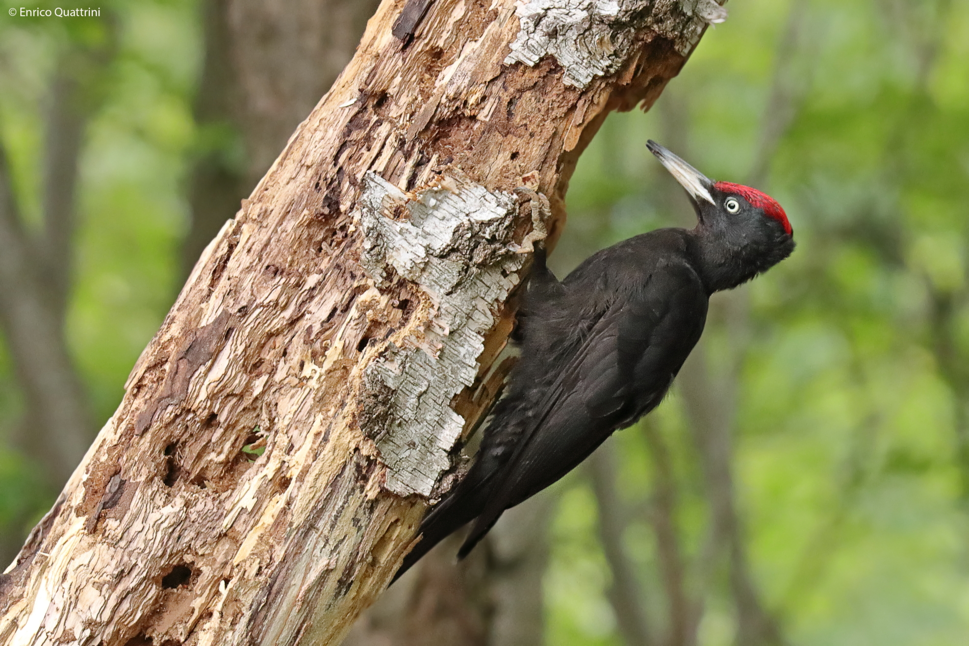 Black woodpecker...