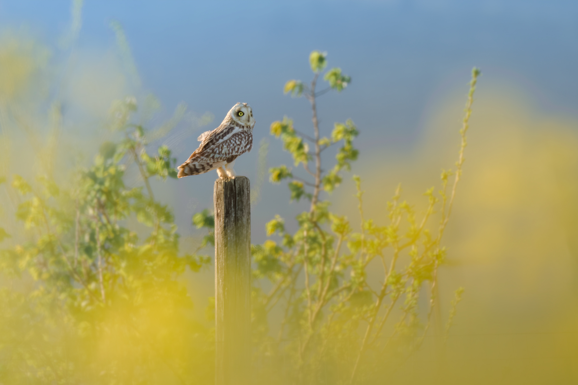 Marsh owl...