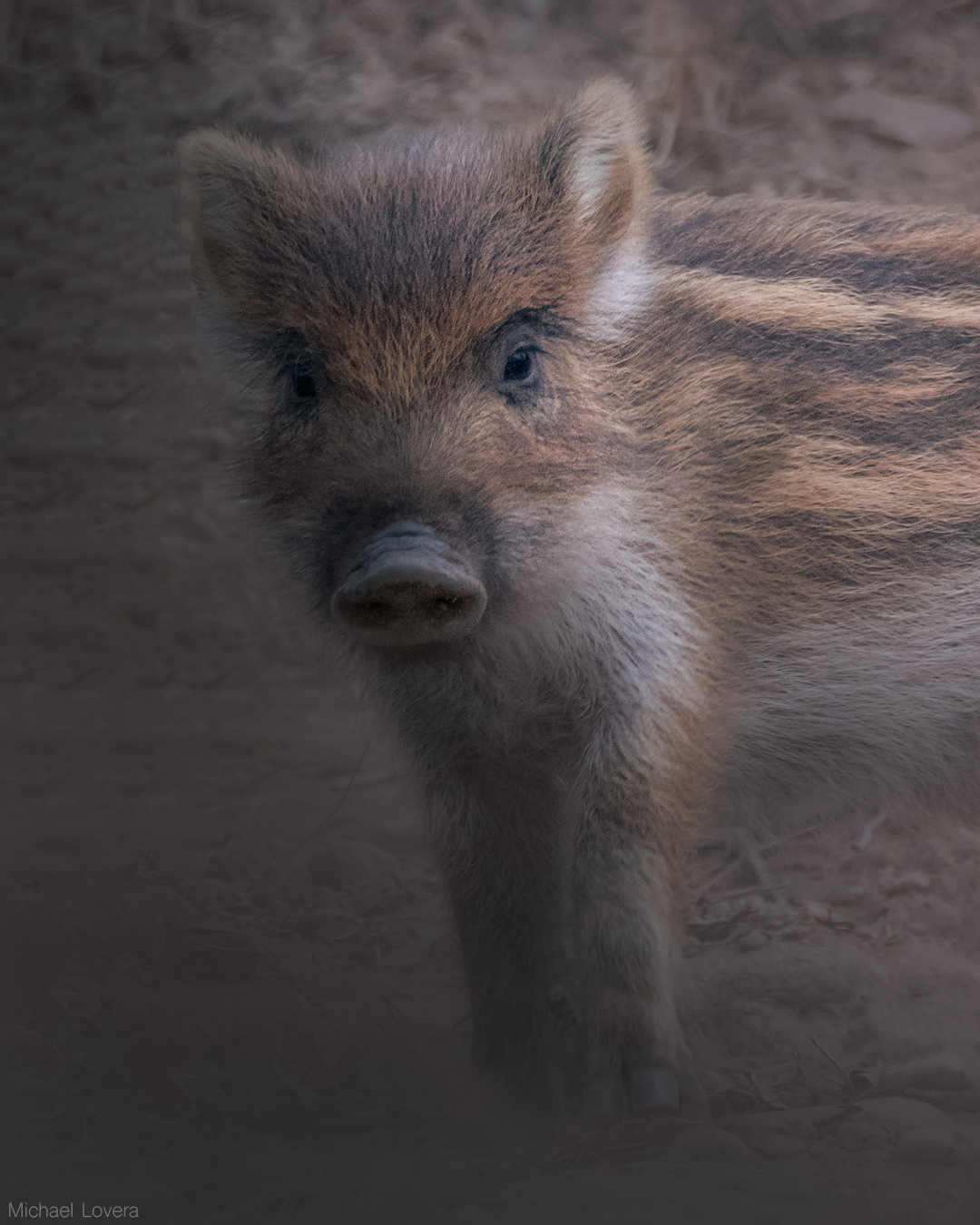 The little boar...
