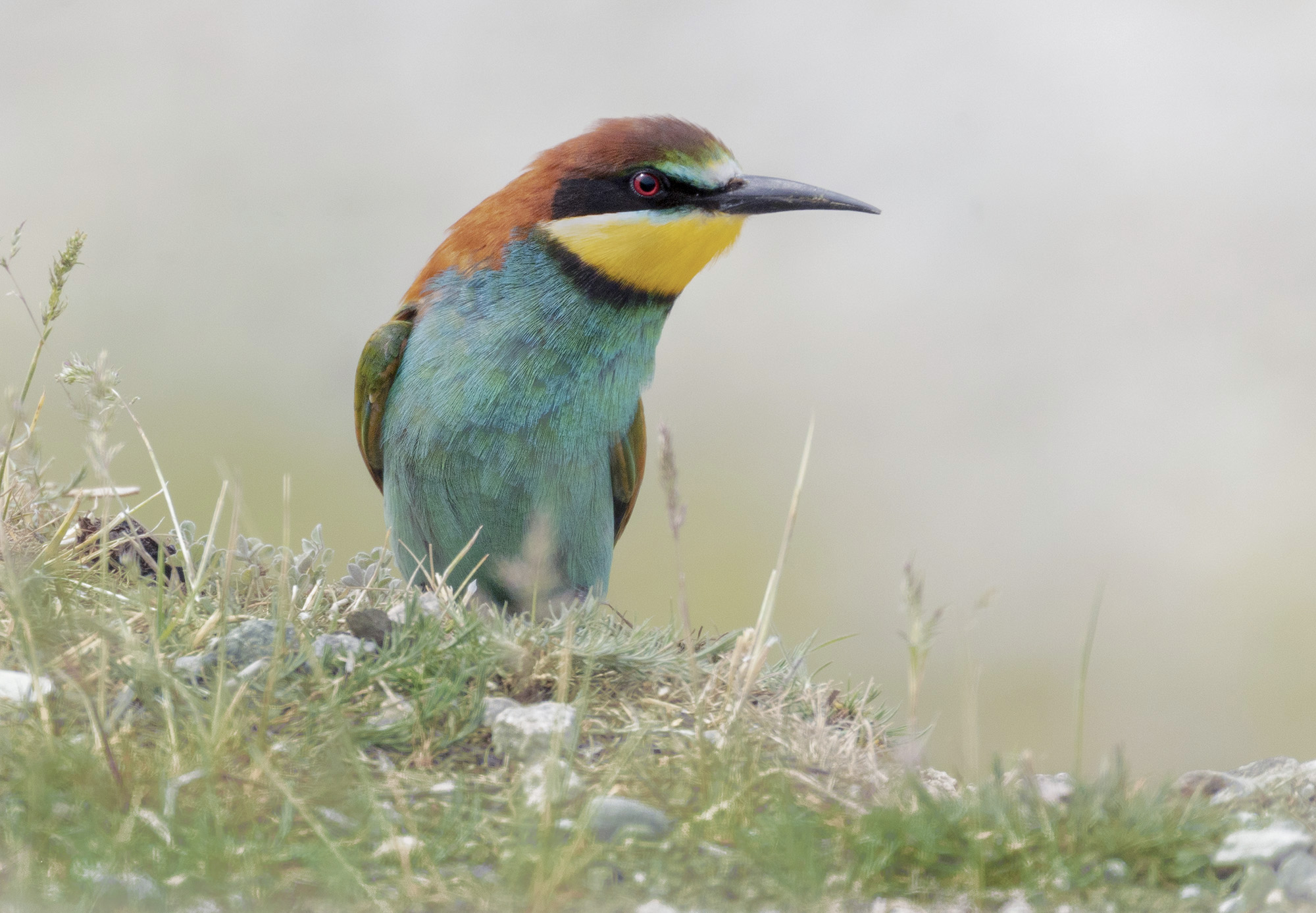 bee-eaters 2022, new perspectives...