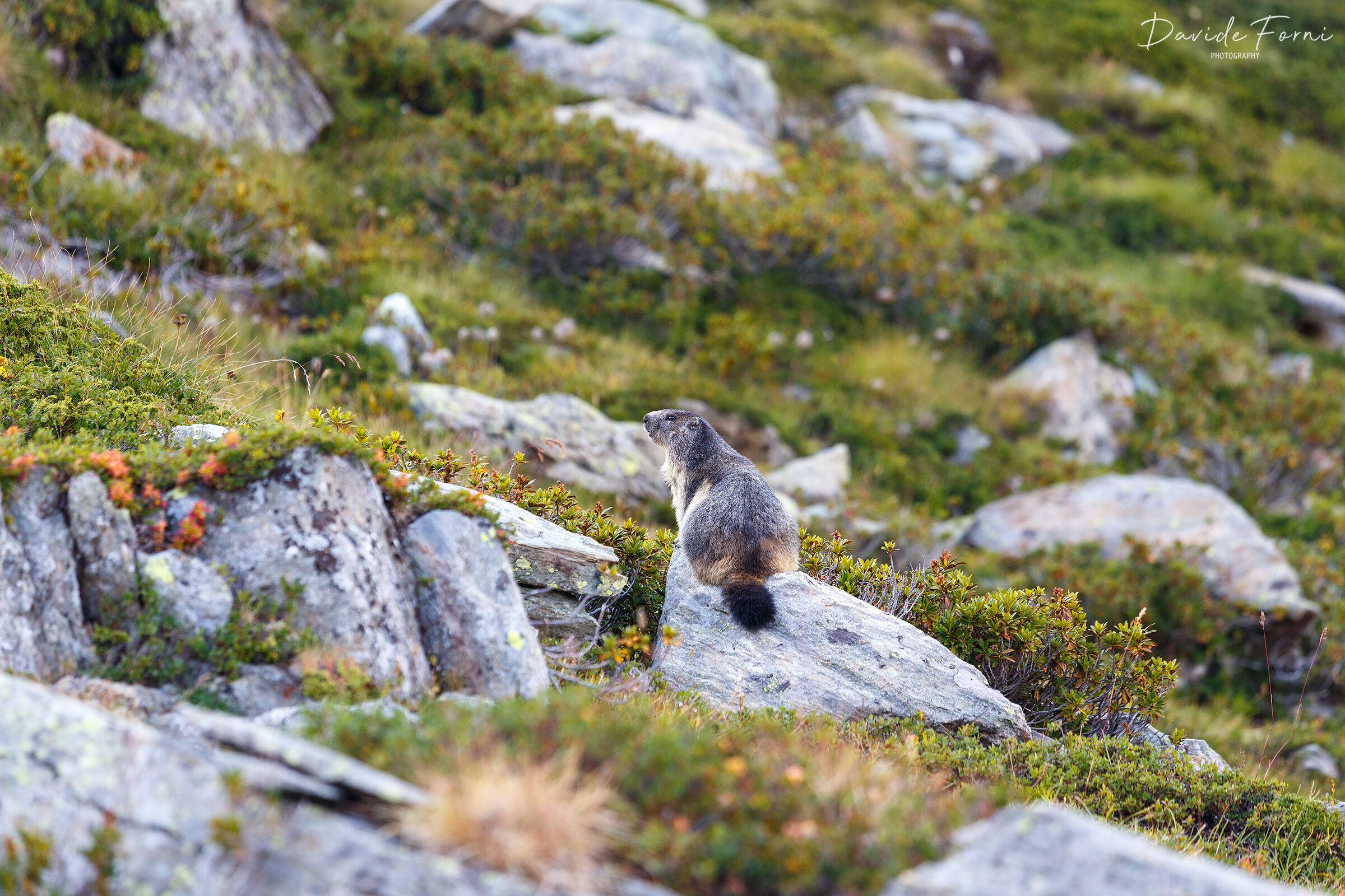 Marmot in the Champorcher Valley...