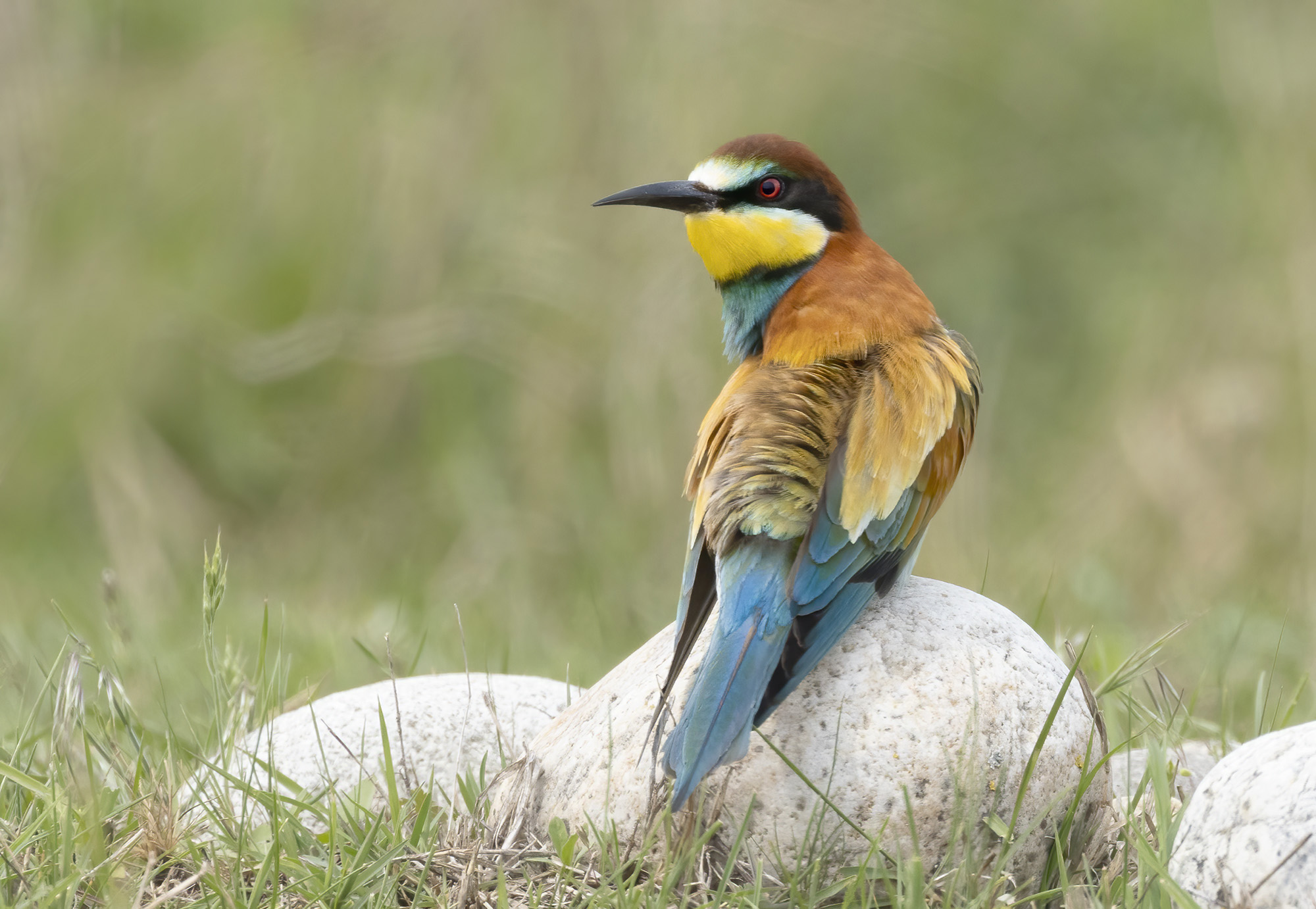 bee-eater on polished stones...