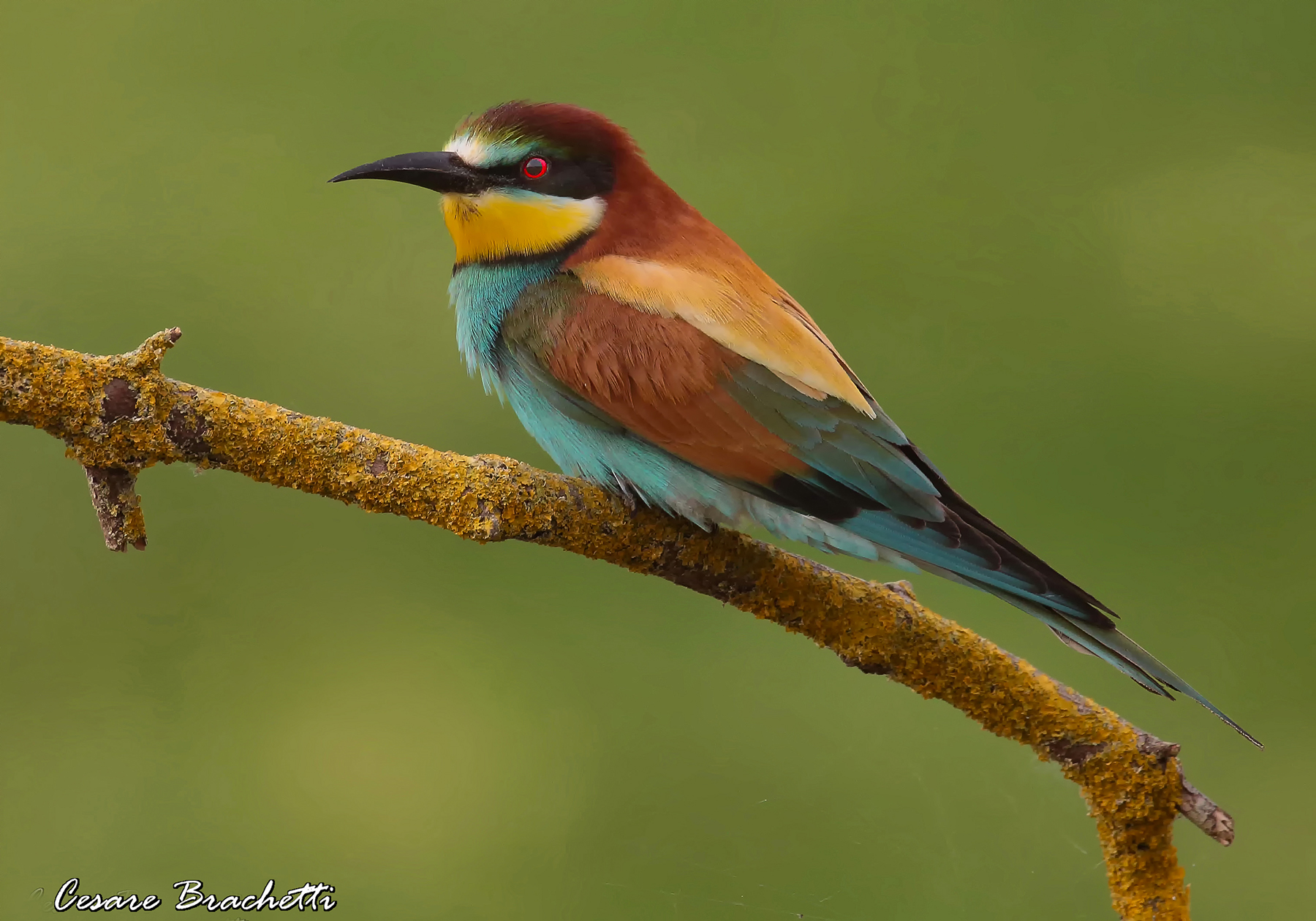 bee-eater....