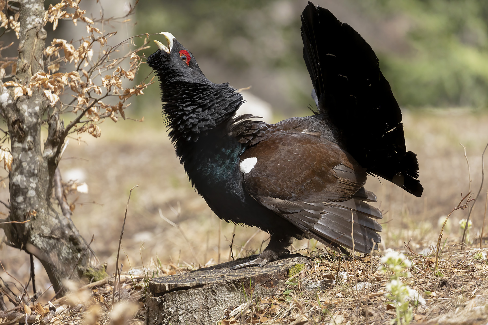 on the stump, capercaillie...