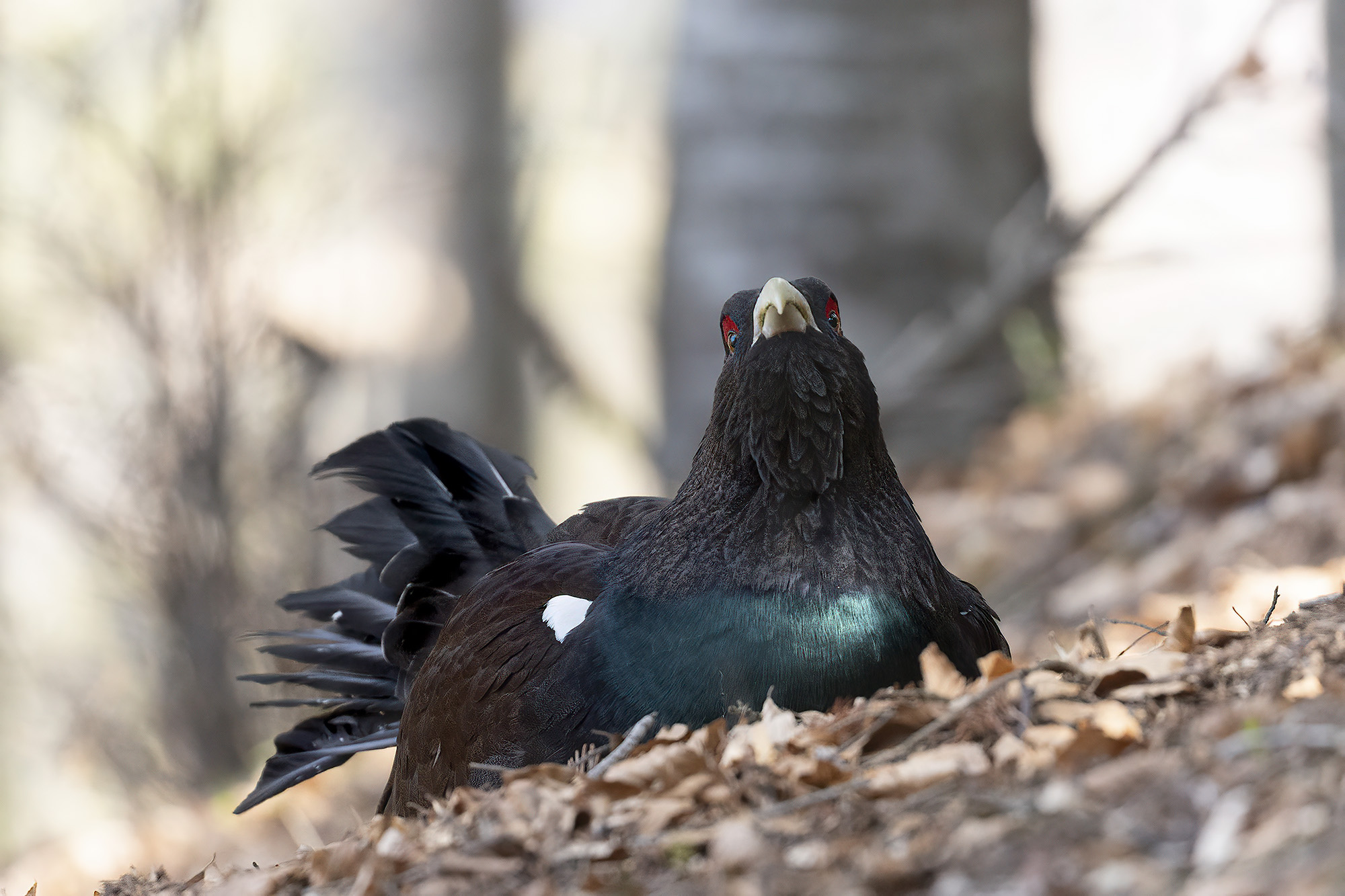 the rest of the capercaillie...