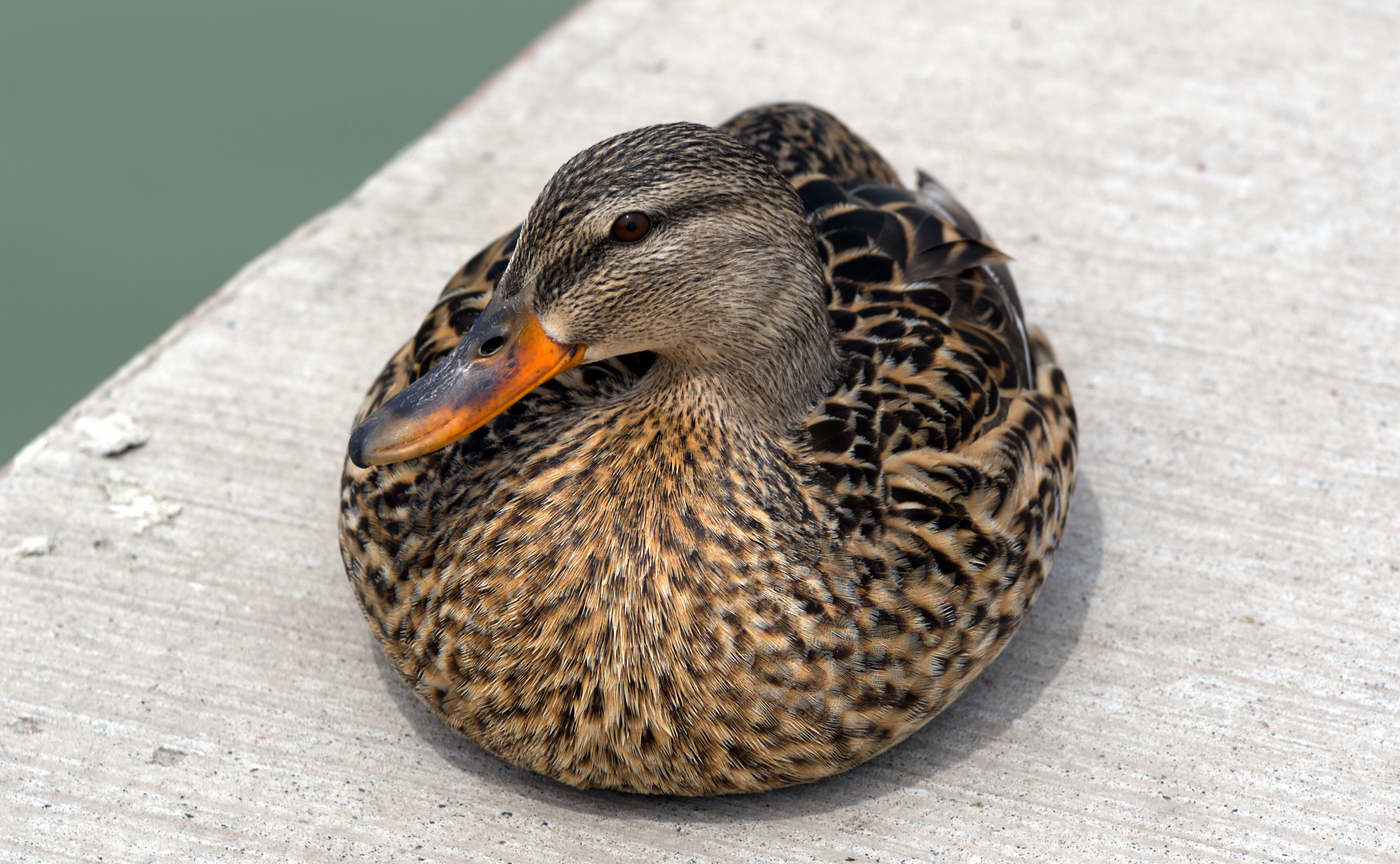Female Duck...