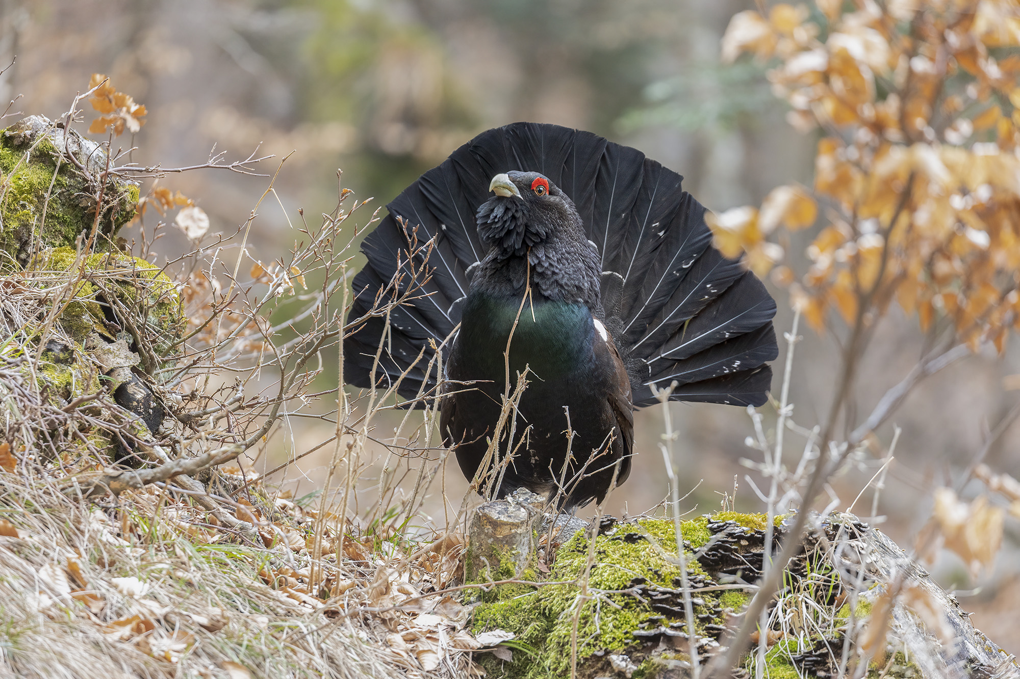 when the capercaillie comes out...