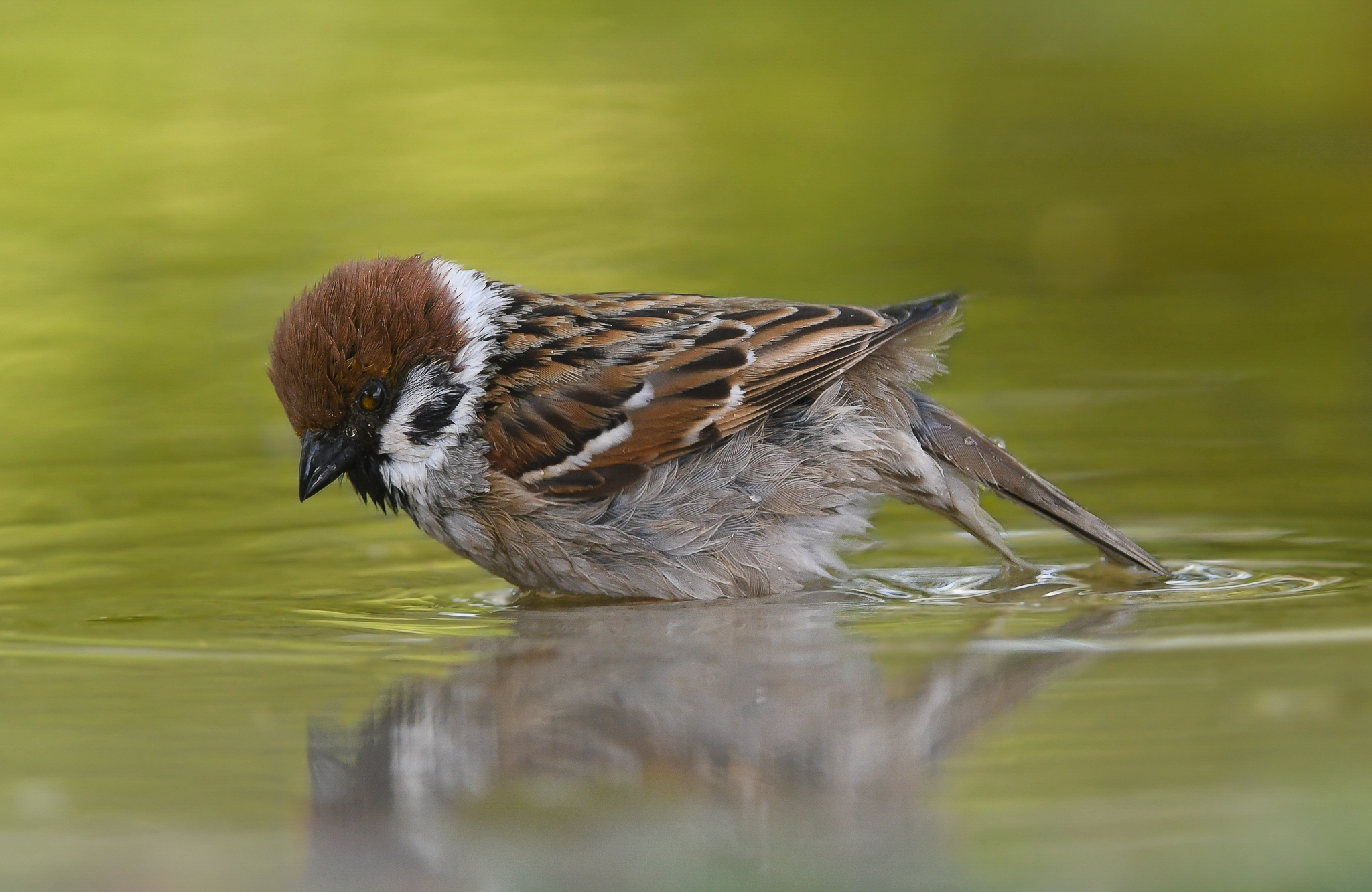 Sparrow reflected in the water ...