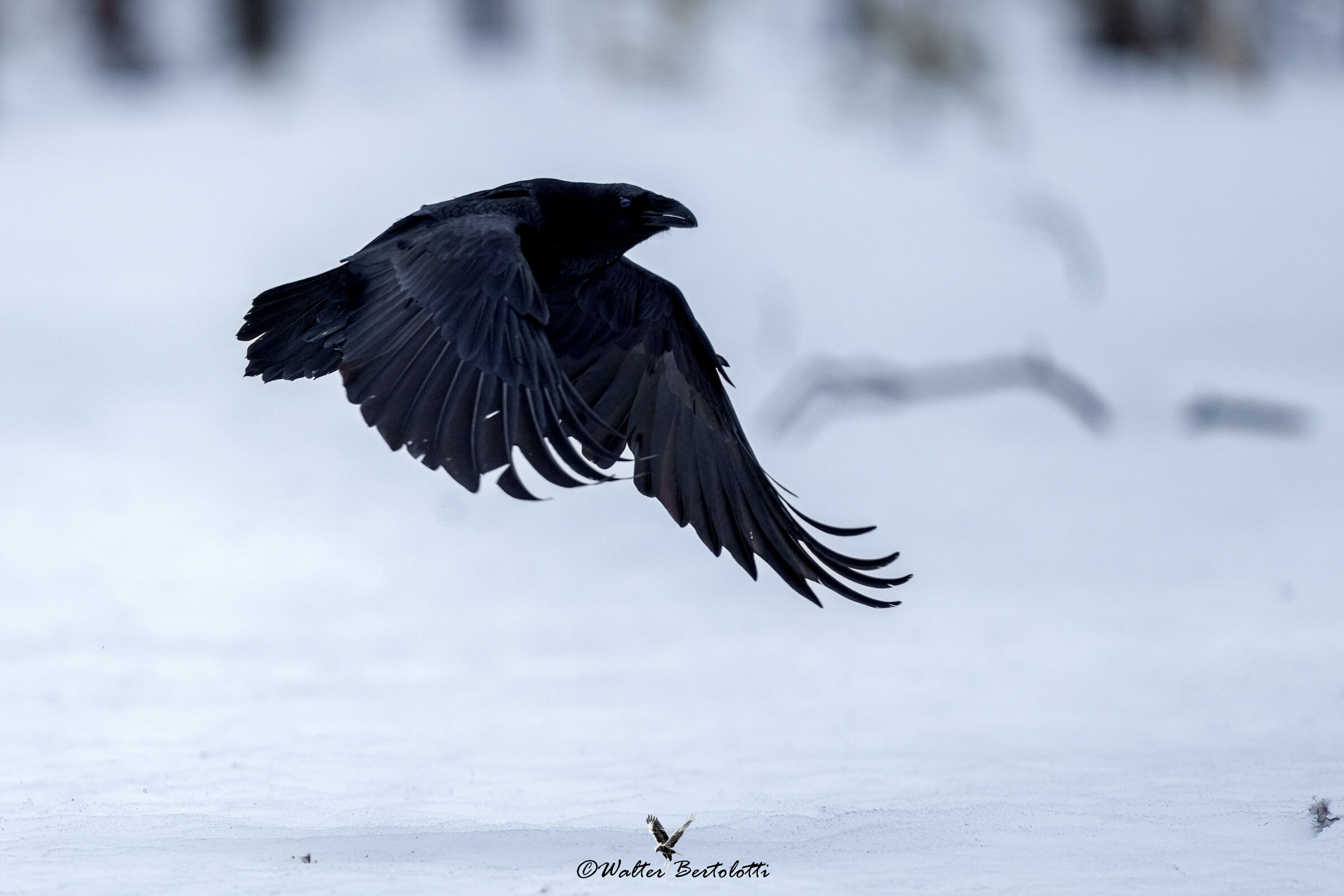 the crow ...