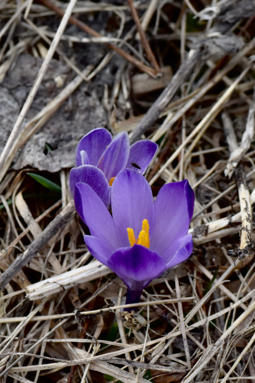 The crocus at high altitude...