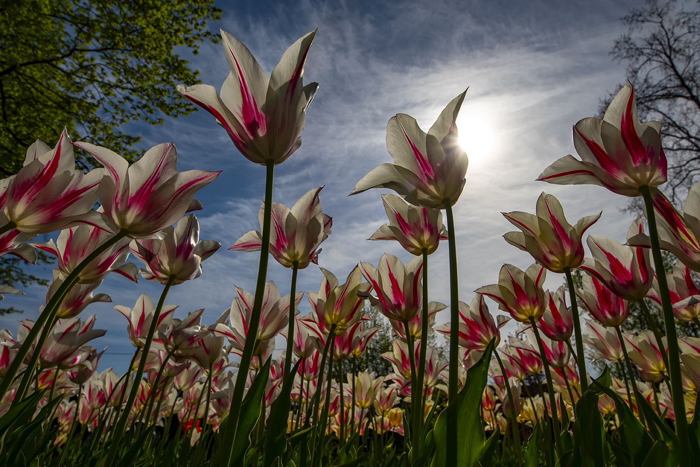 Tulips-Sigurta Park 2...