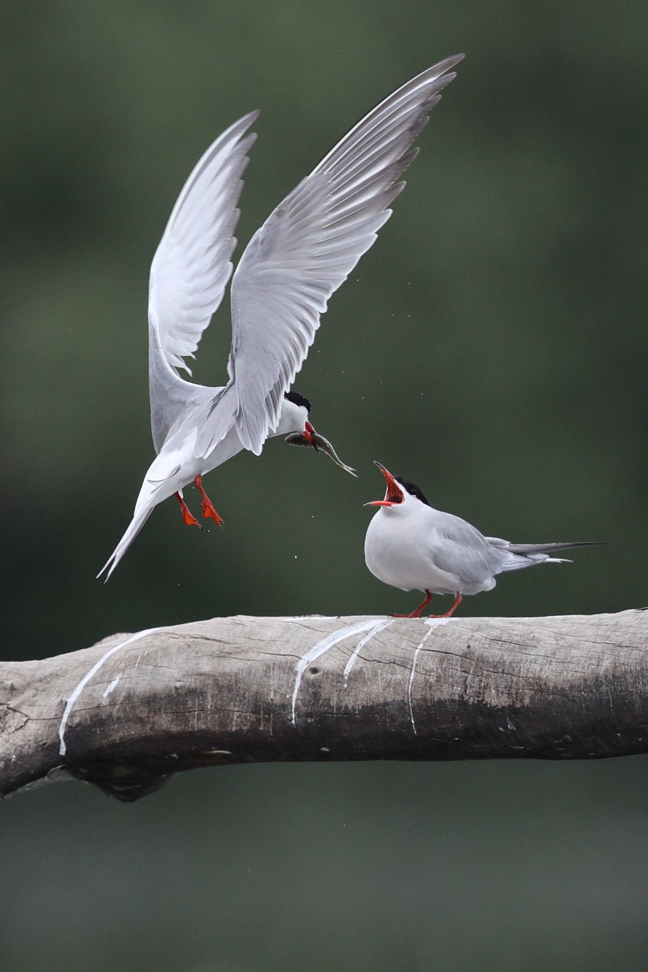 The gift of the tern...