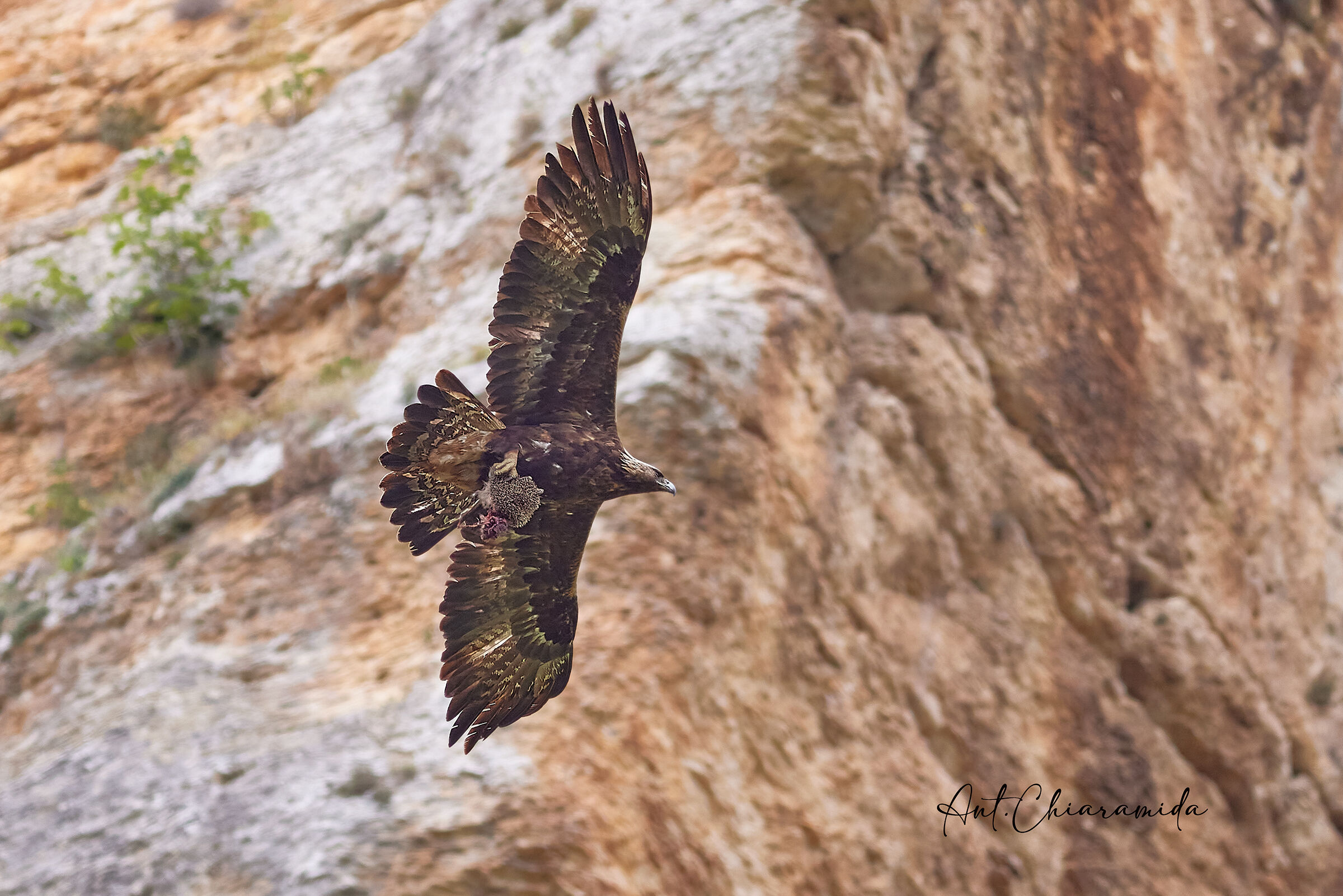 Golden Eagle Sardinia...