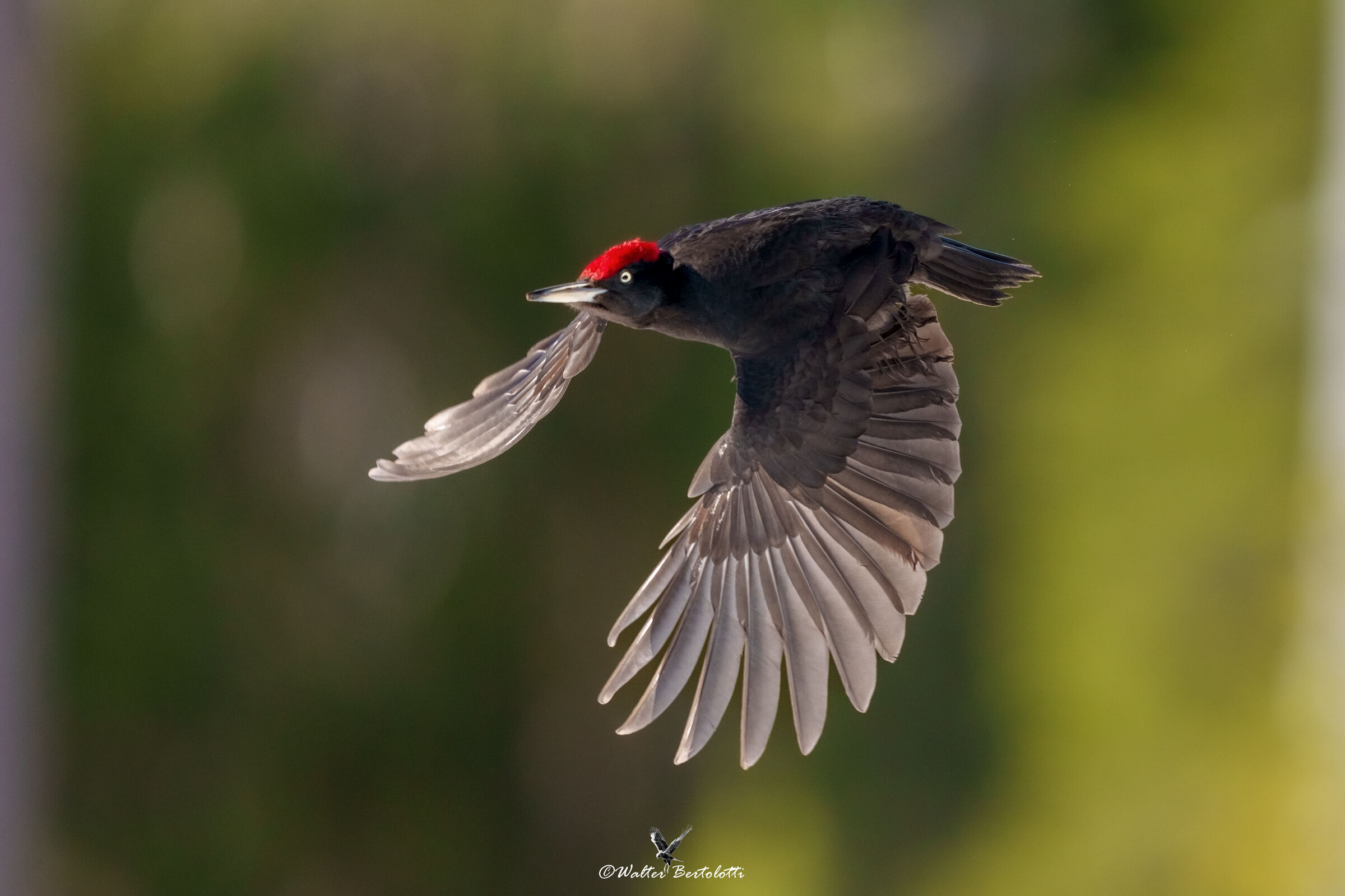 the flight of the black woodpecker...