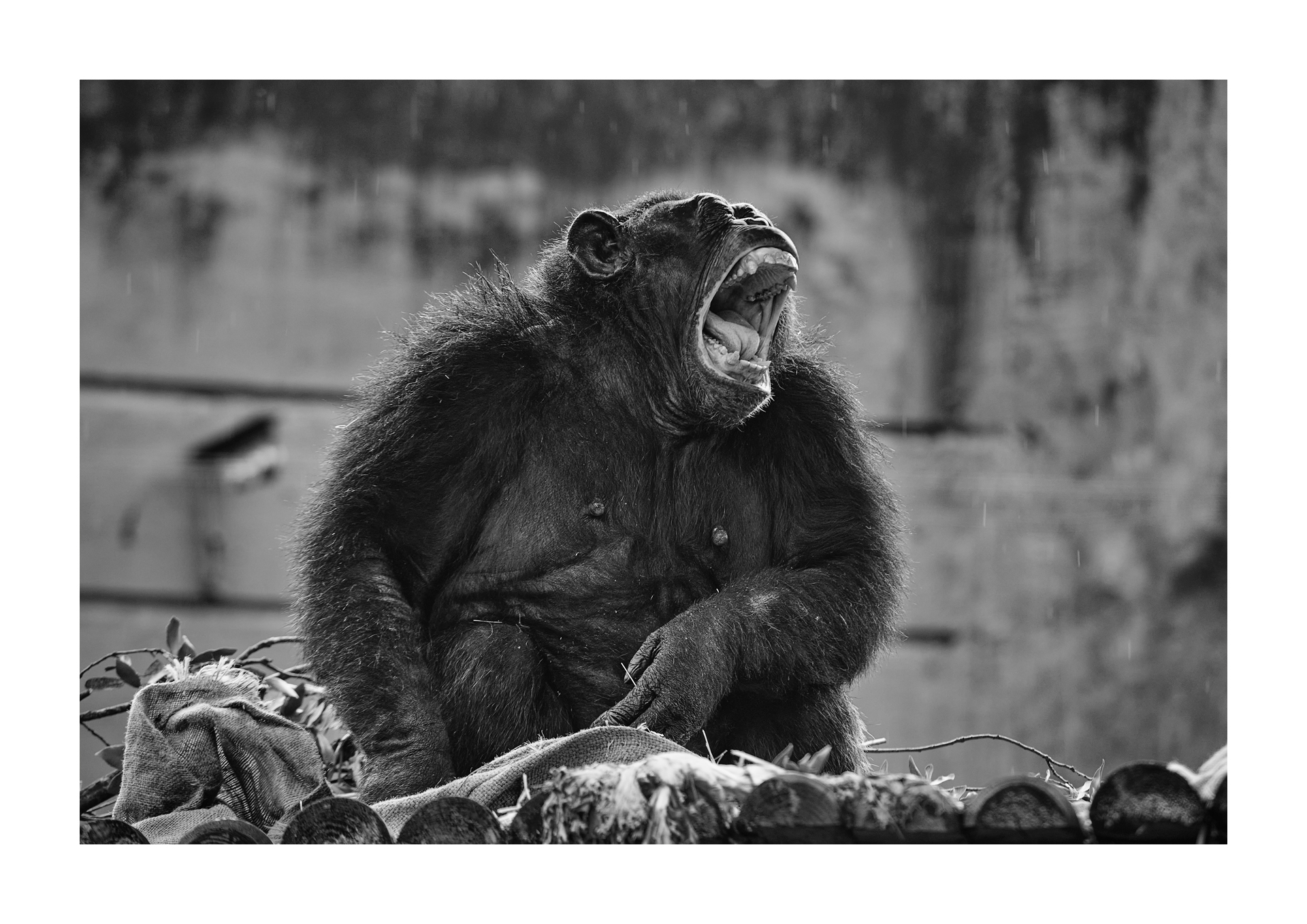 Chimpanzee, biopark Rome...