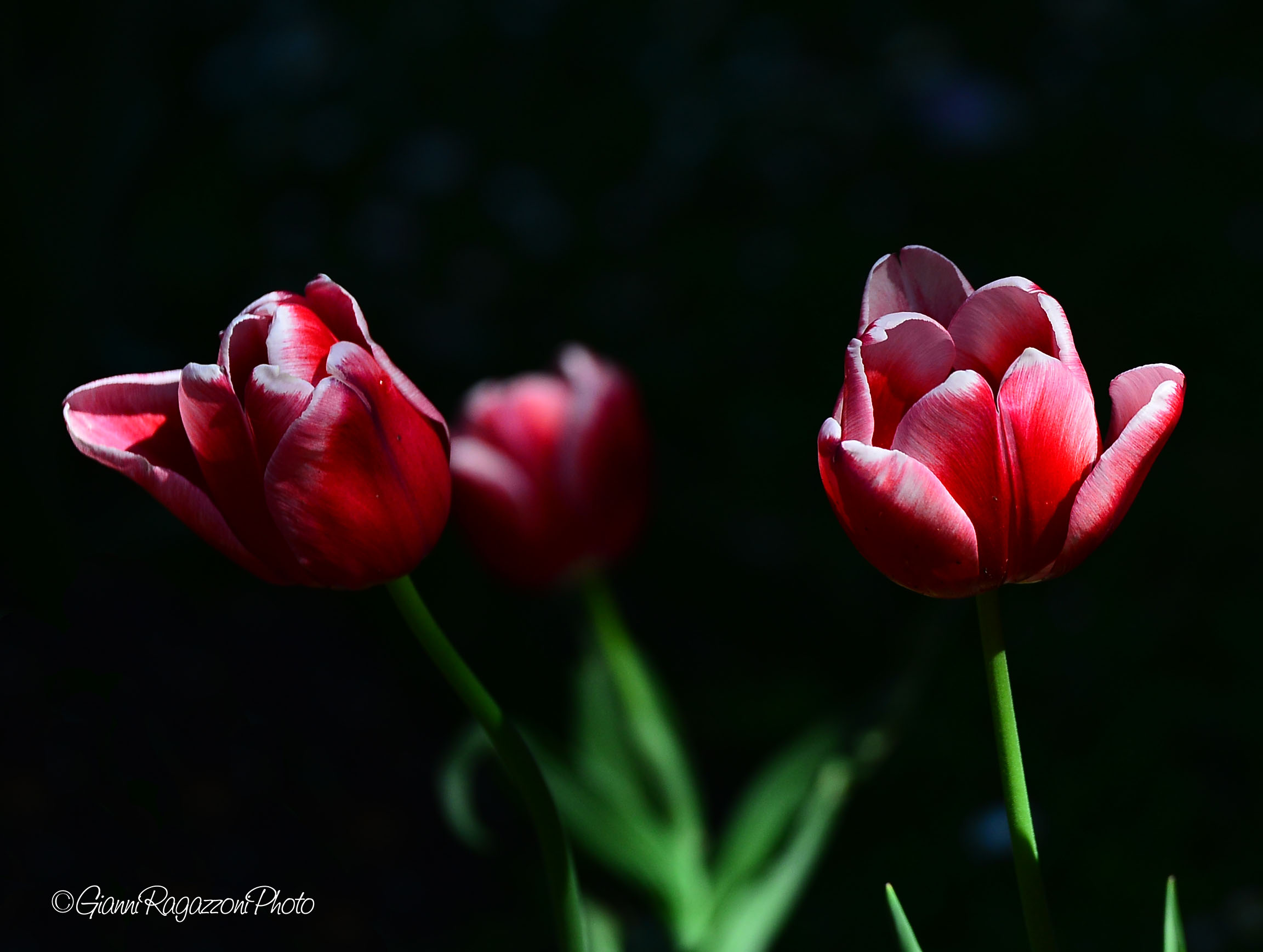 Tulips at Villa Taranto...