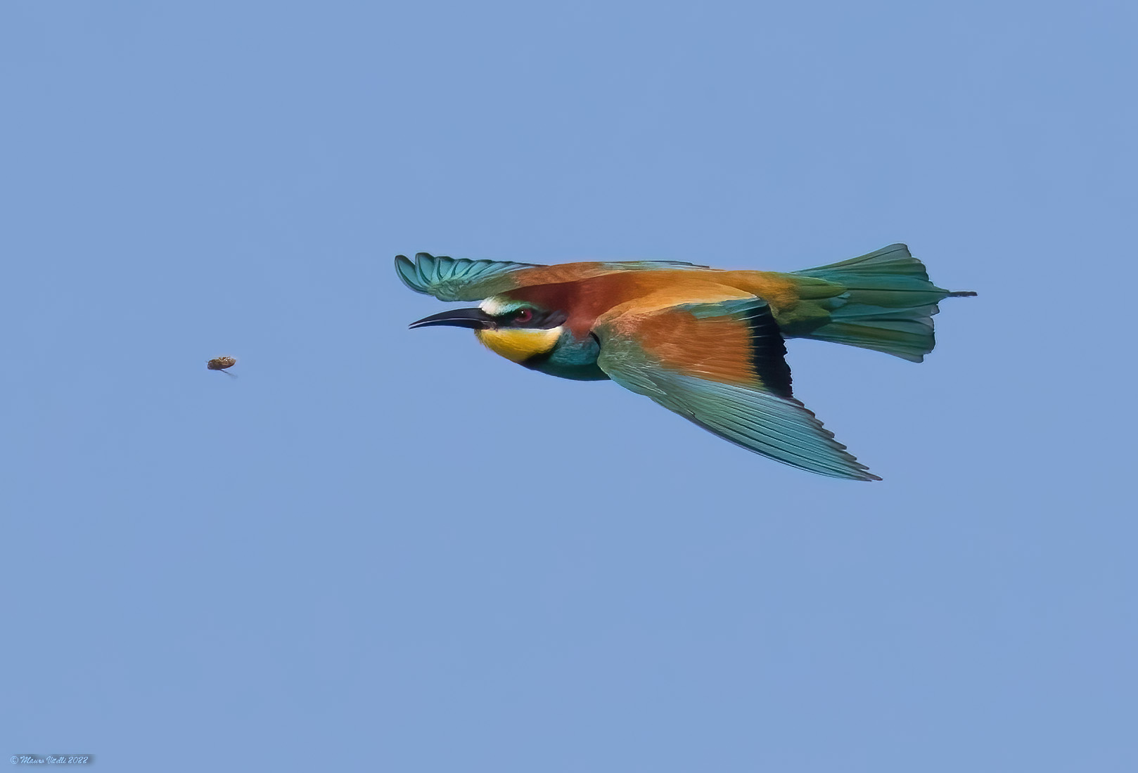 Bee-eater (Merops apiaster)...