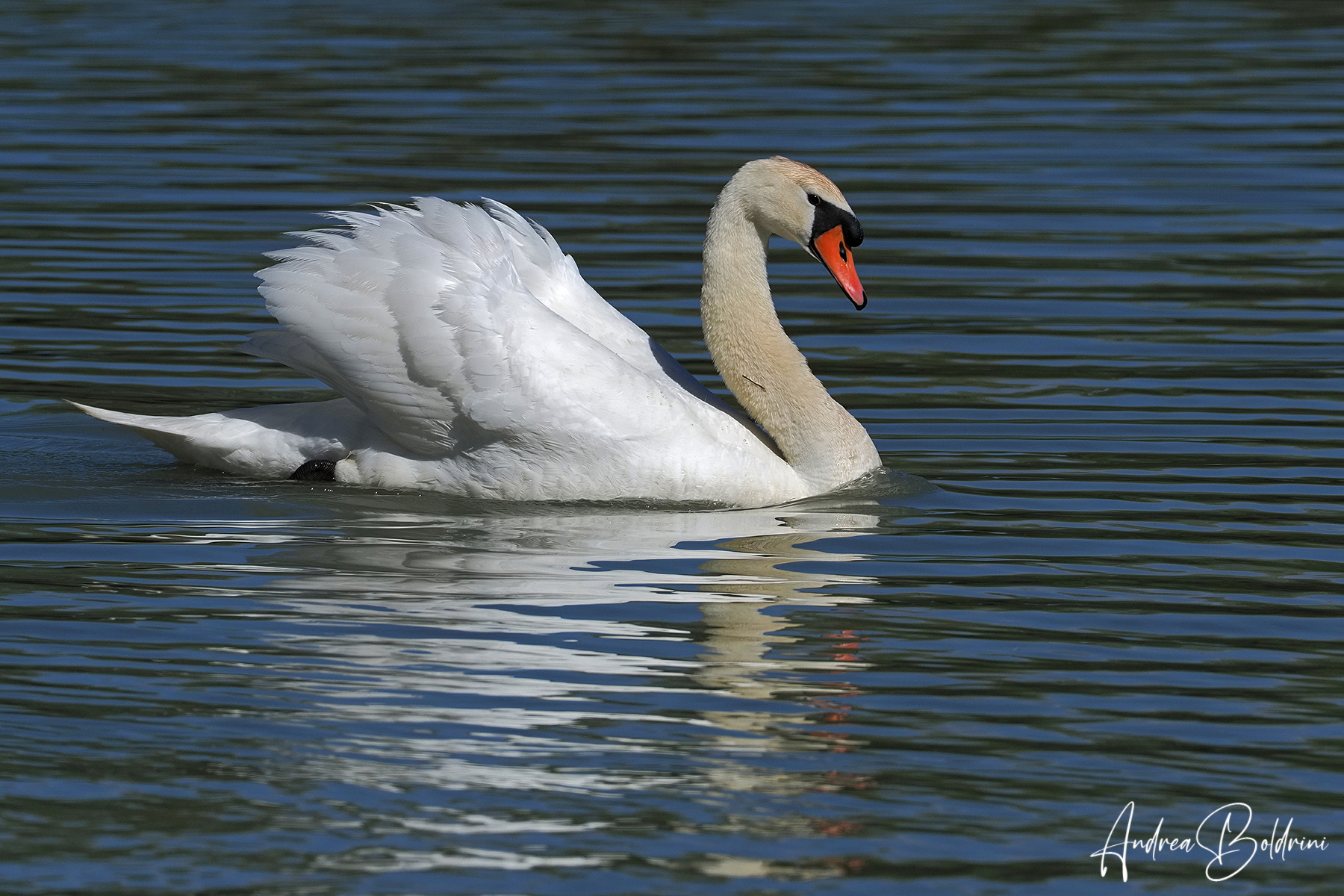 Mute swan...