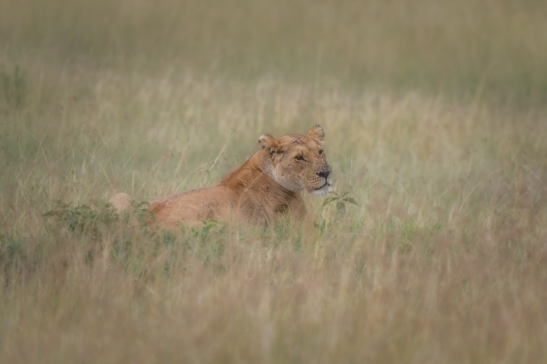 Lioness in the tall grass...