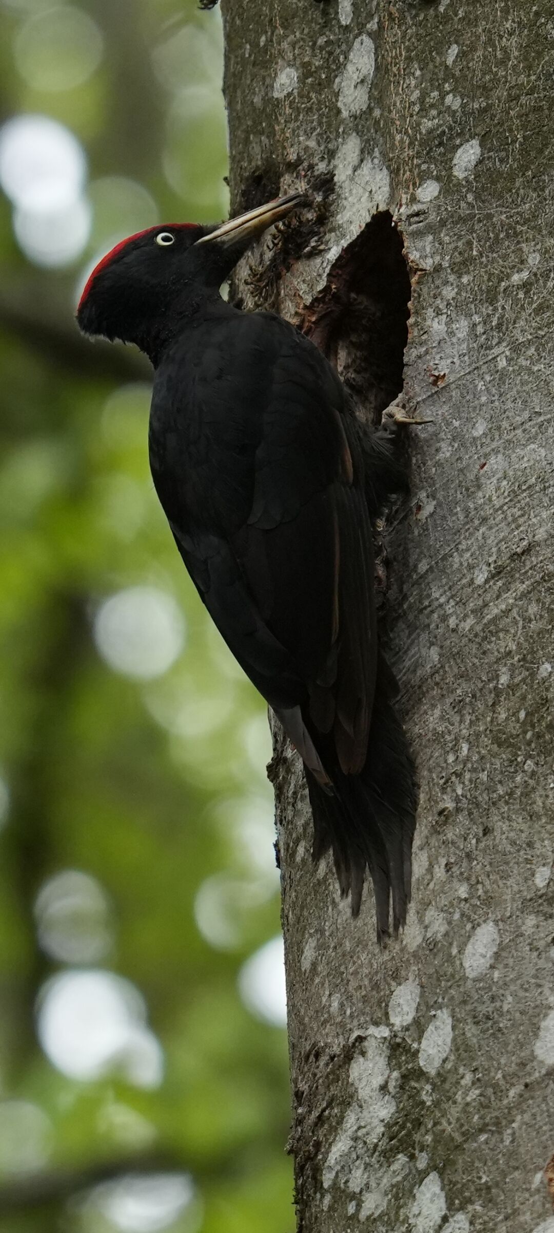 Black woodpecker at the nest...