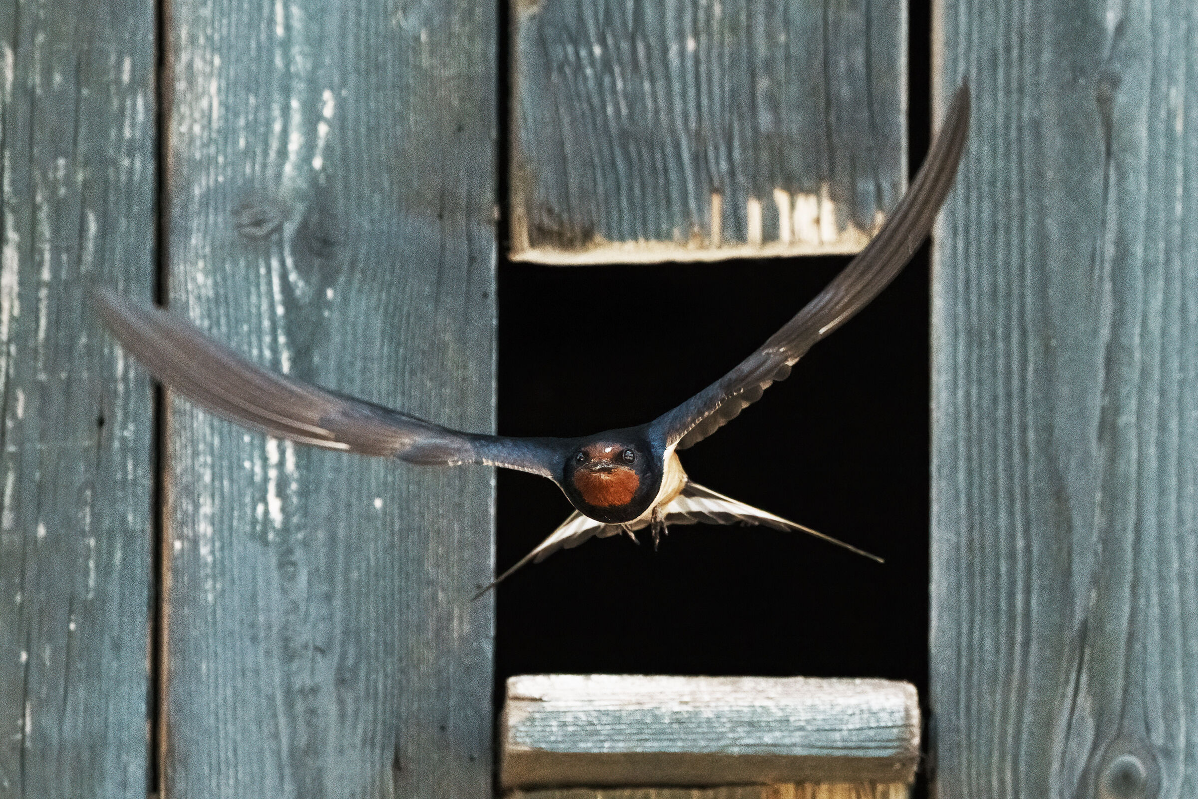 swallows in flight at the massumatico shed ...