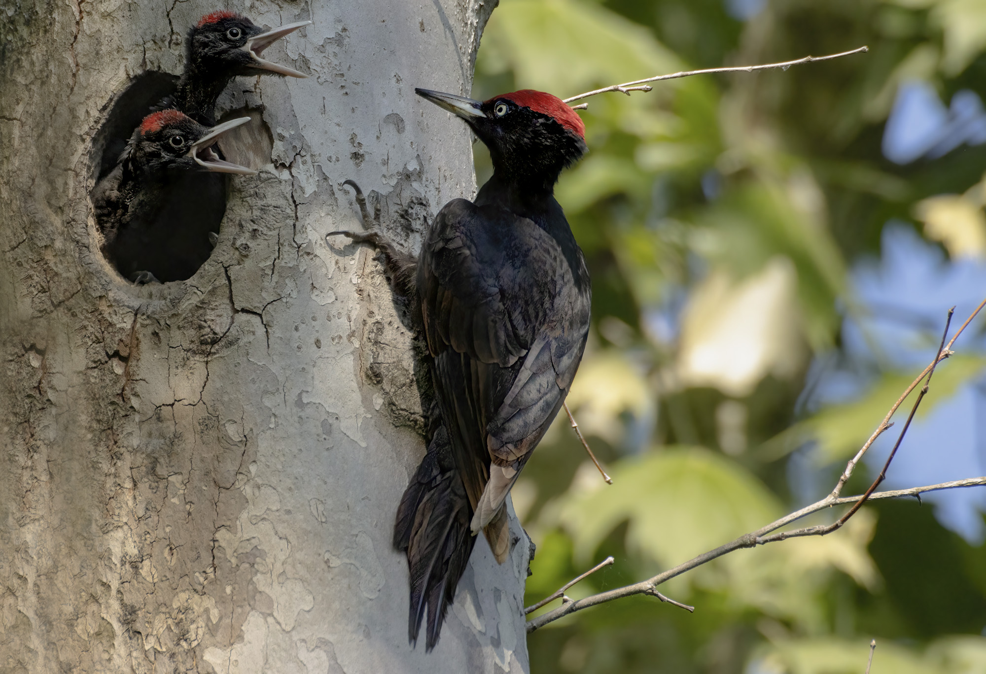 black woodpecker...