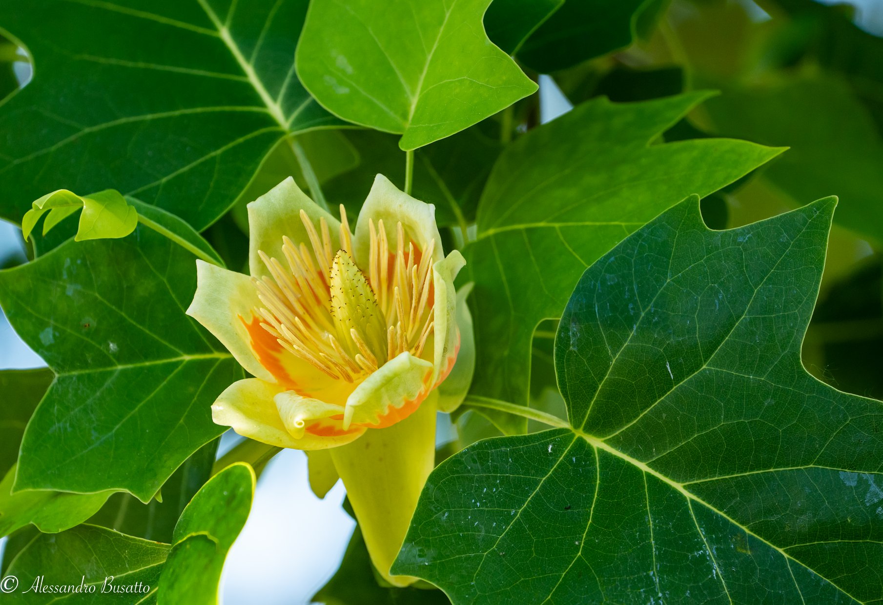 The flower of the tulip tree...