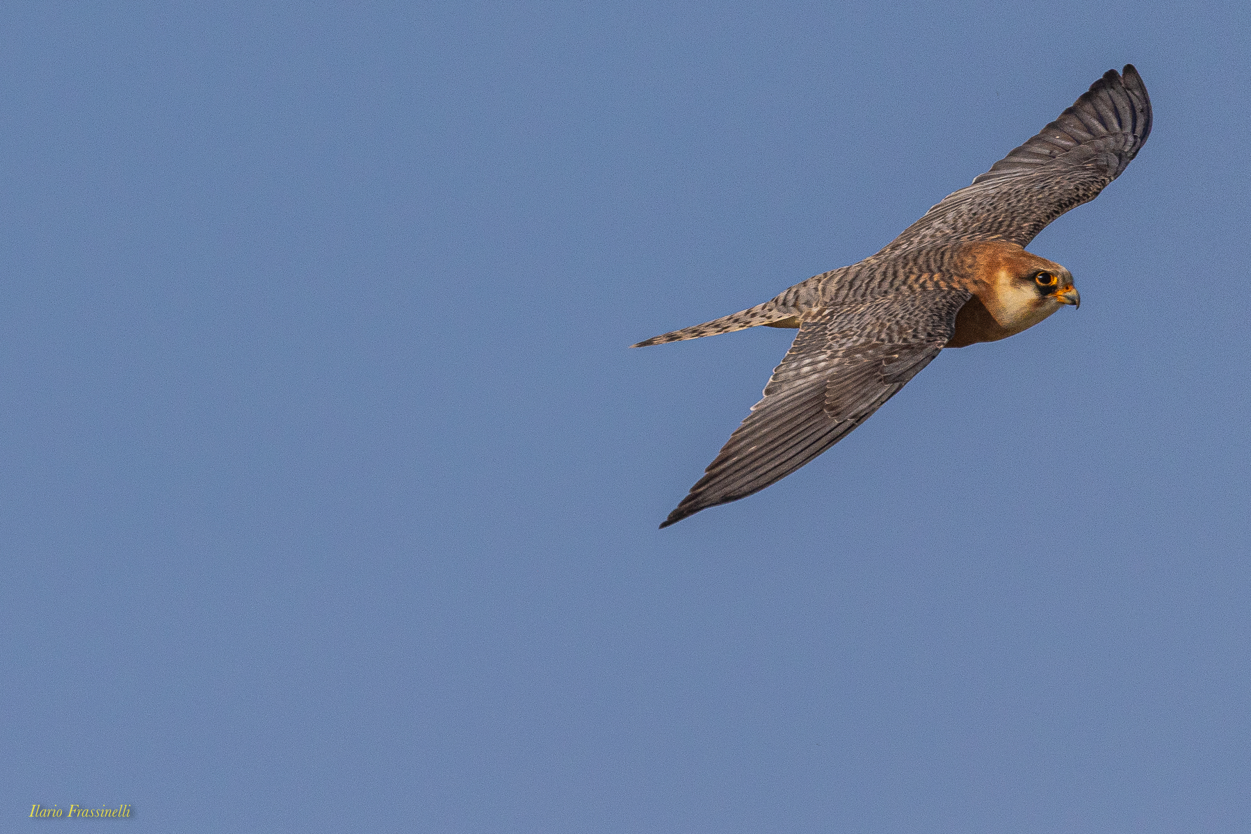 Cuckoo falcon...