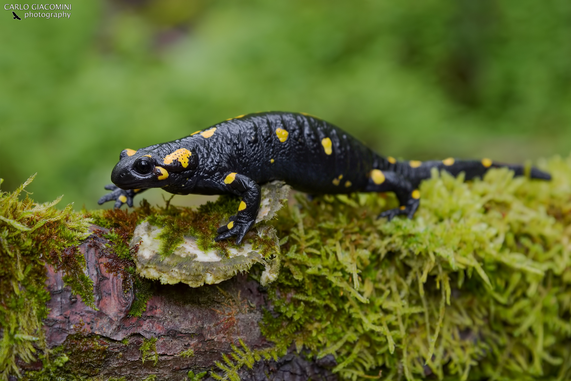 Spotted salamander ...